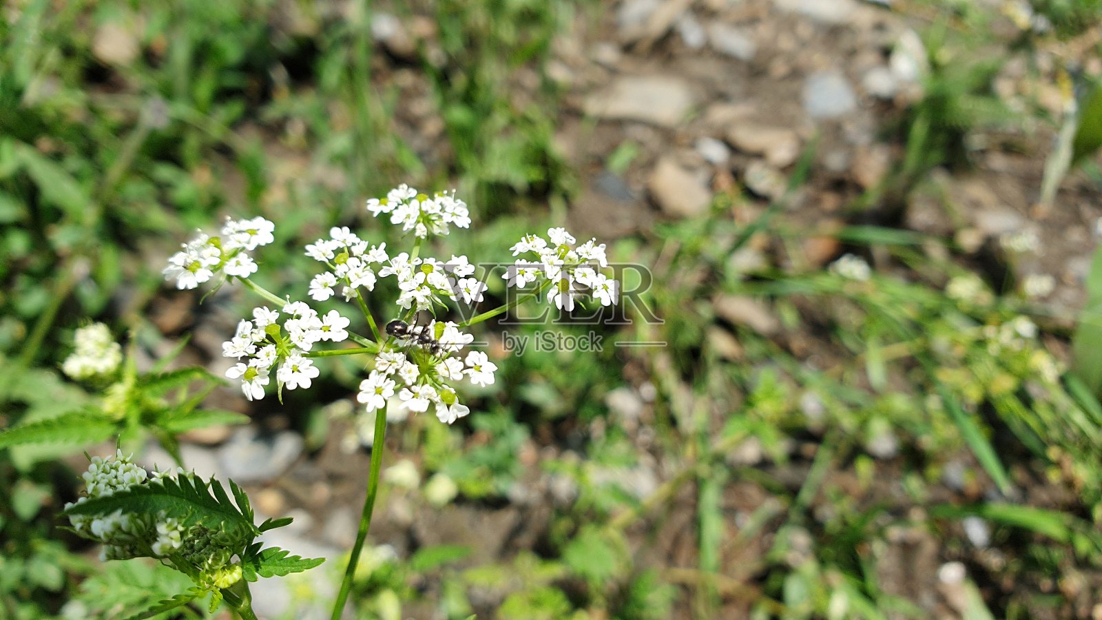 克什米尔的花朵和果实照片摄影图片