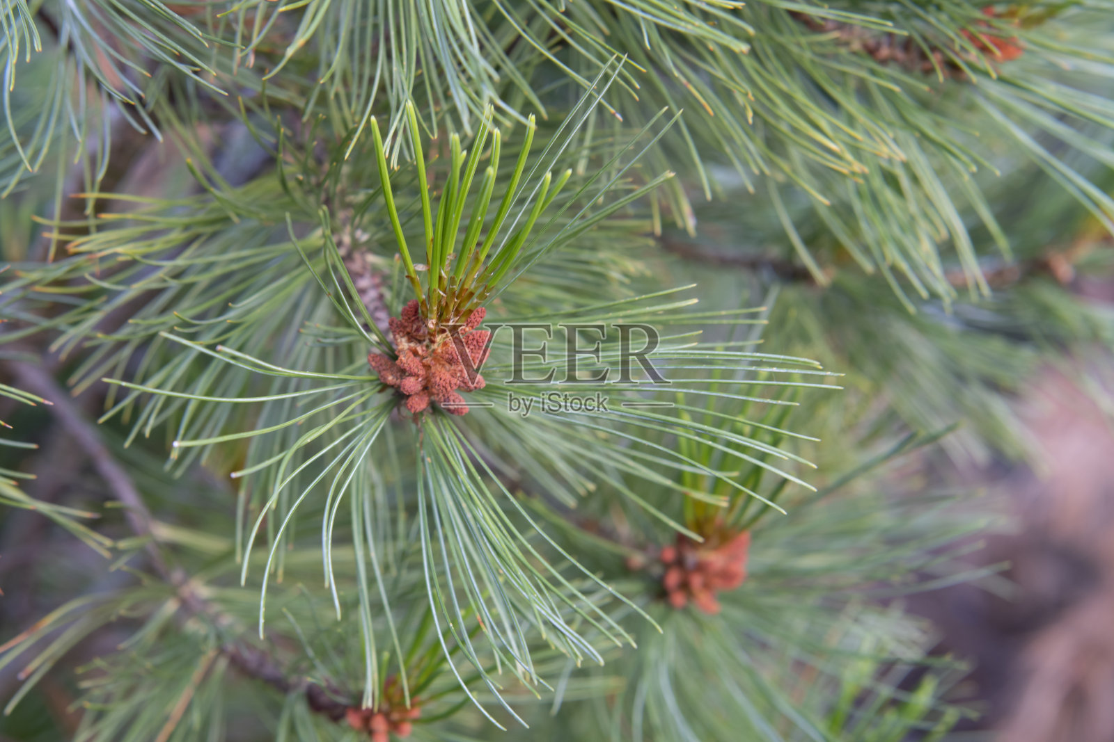 香柏树的开花枝条照片摄影图片