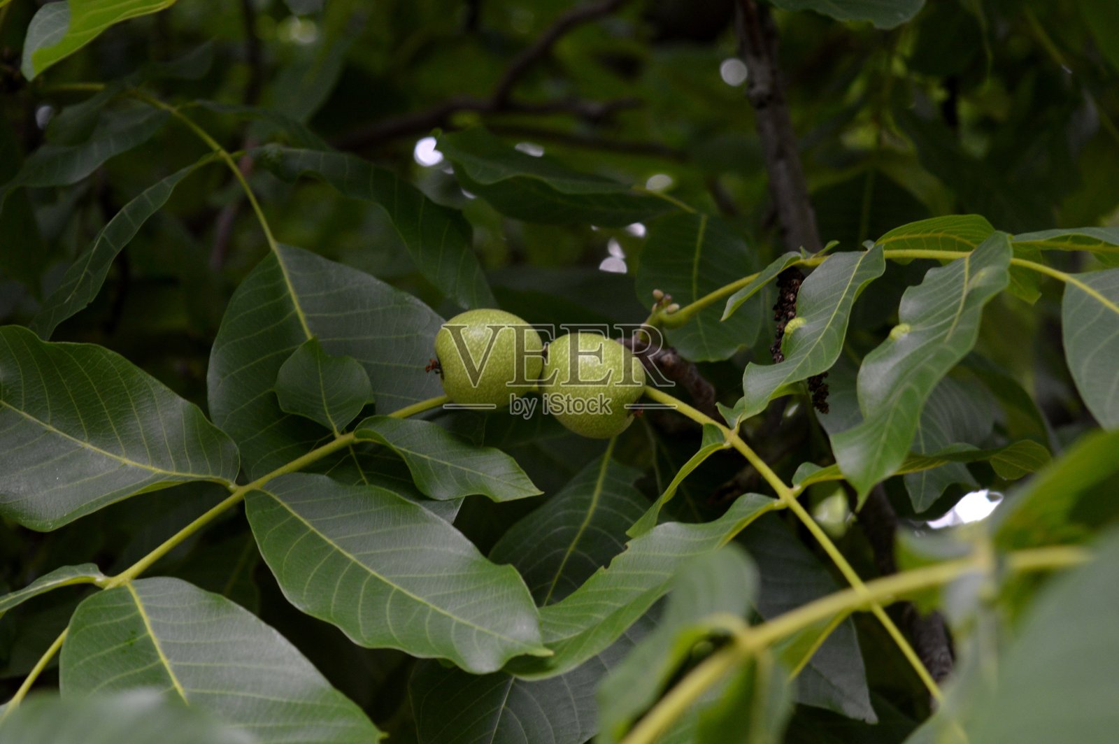 树上的绿色核桃照片摄影图片