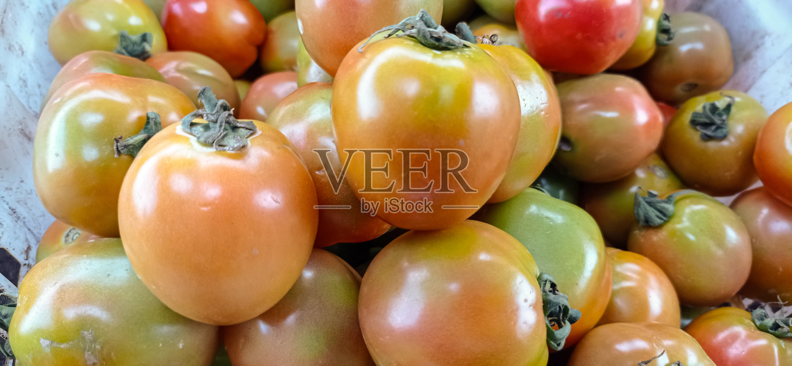 新鲜的番茄照片摄影图片