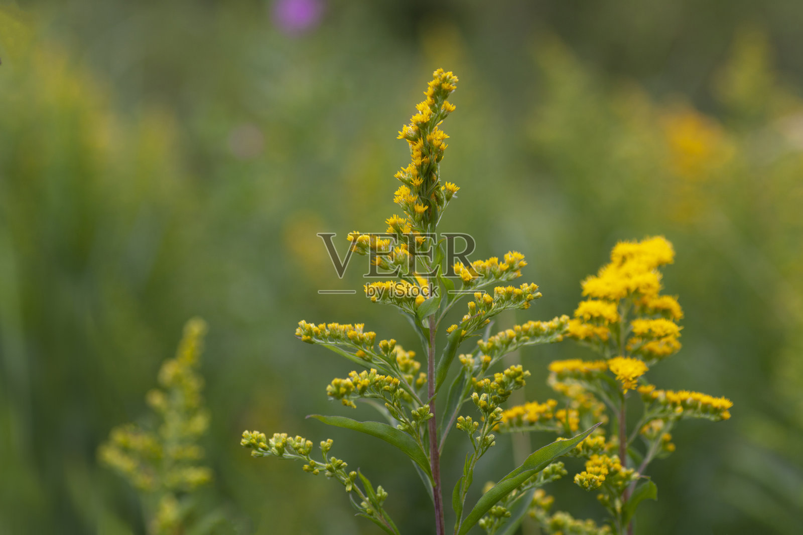 秋麒麟草属植物(一枝黄花)照片摄影图片
