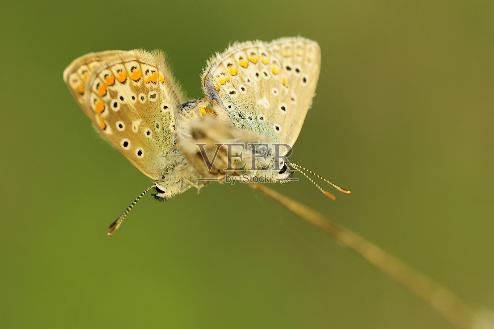 白天的蝴蝶在它们的环境中照片摄影图片