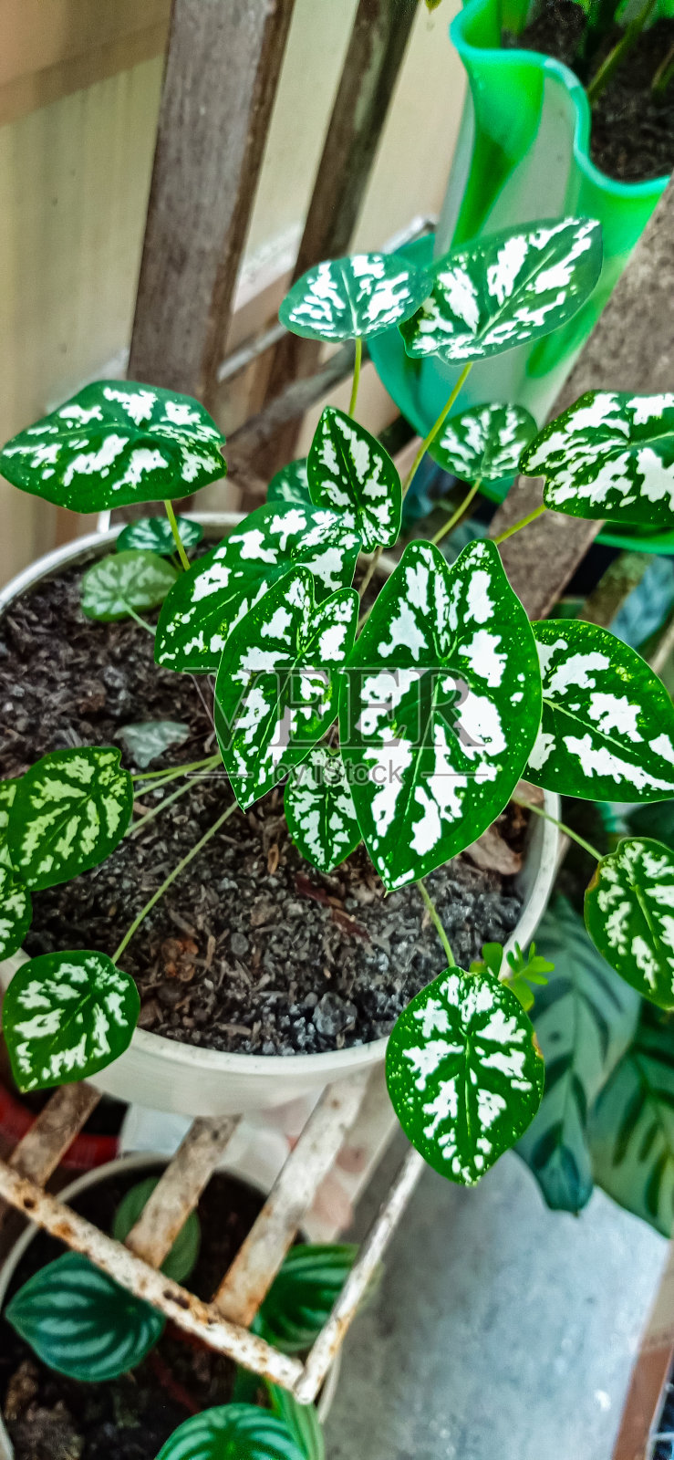 洪堡钙照片摄影图片