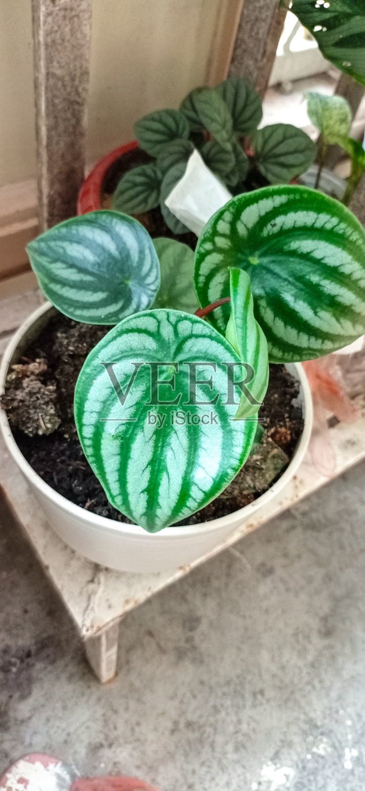 豆瓣绿属argyreia照片摄影图片