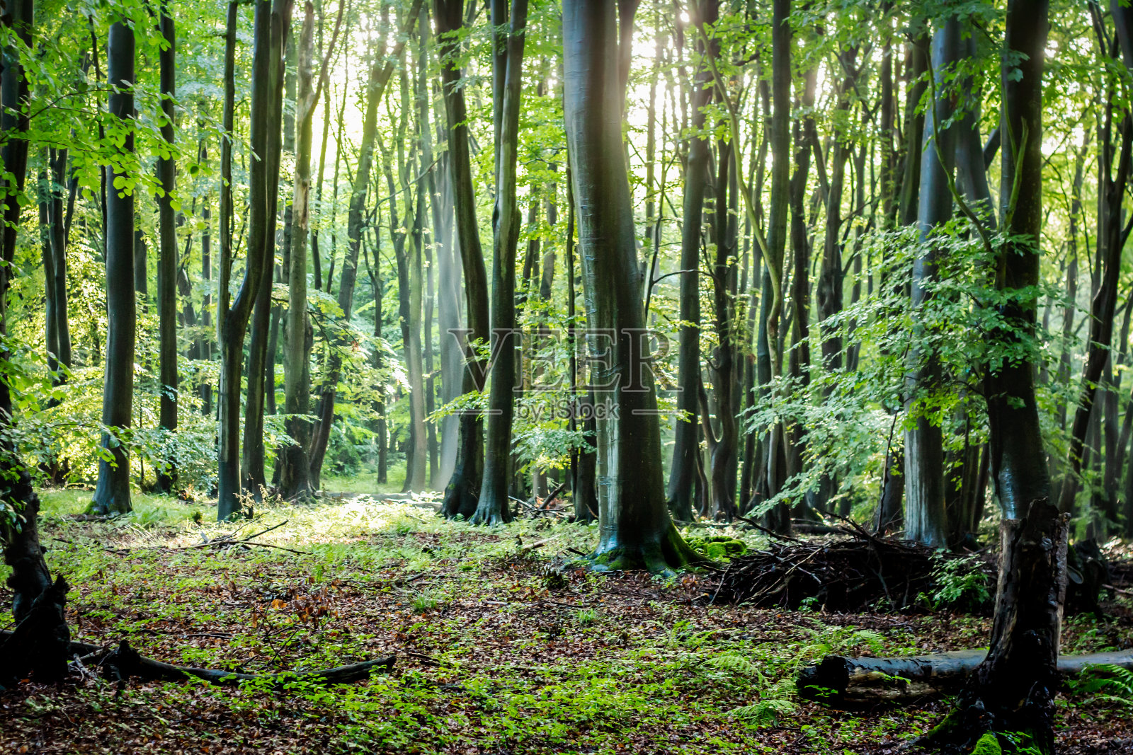 德国绿色森林，莱茵-维斯特瓦尔德自然公园照片摄影图片