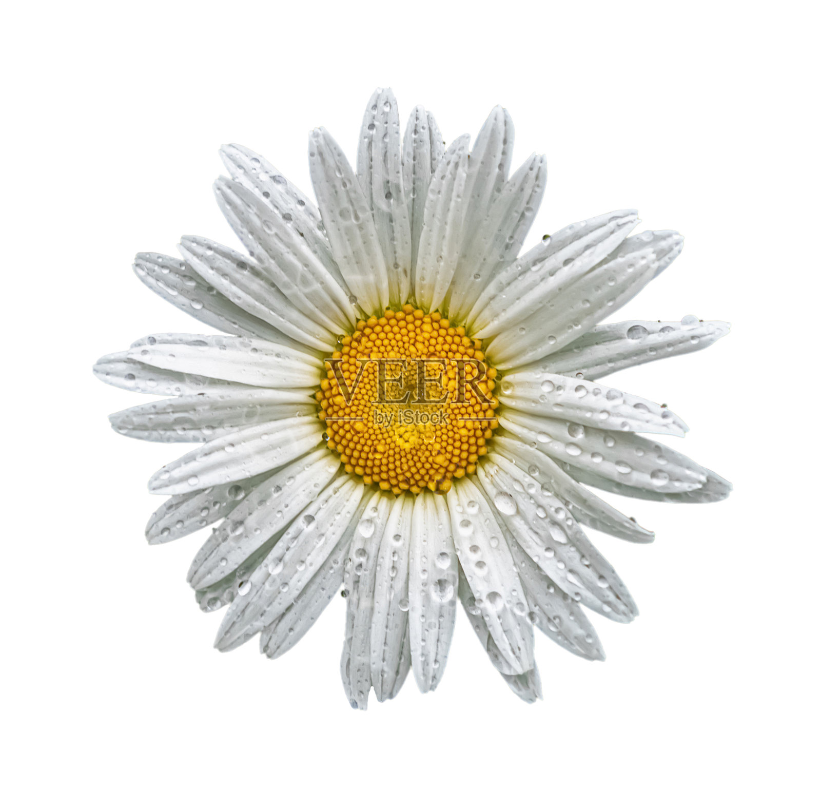雨后的雏菊花孤立在白色背景上照片摄影图片