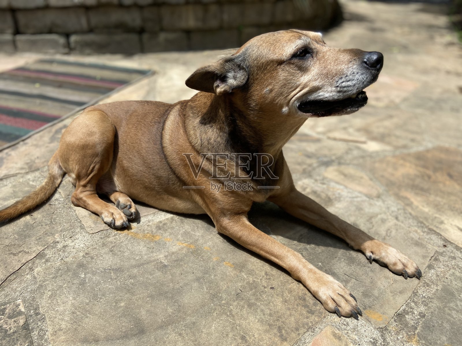 快乐的狗外照片摄影图片