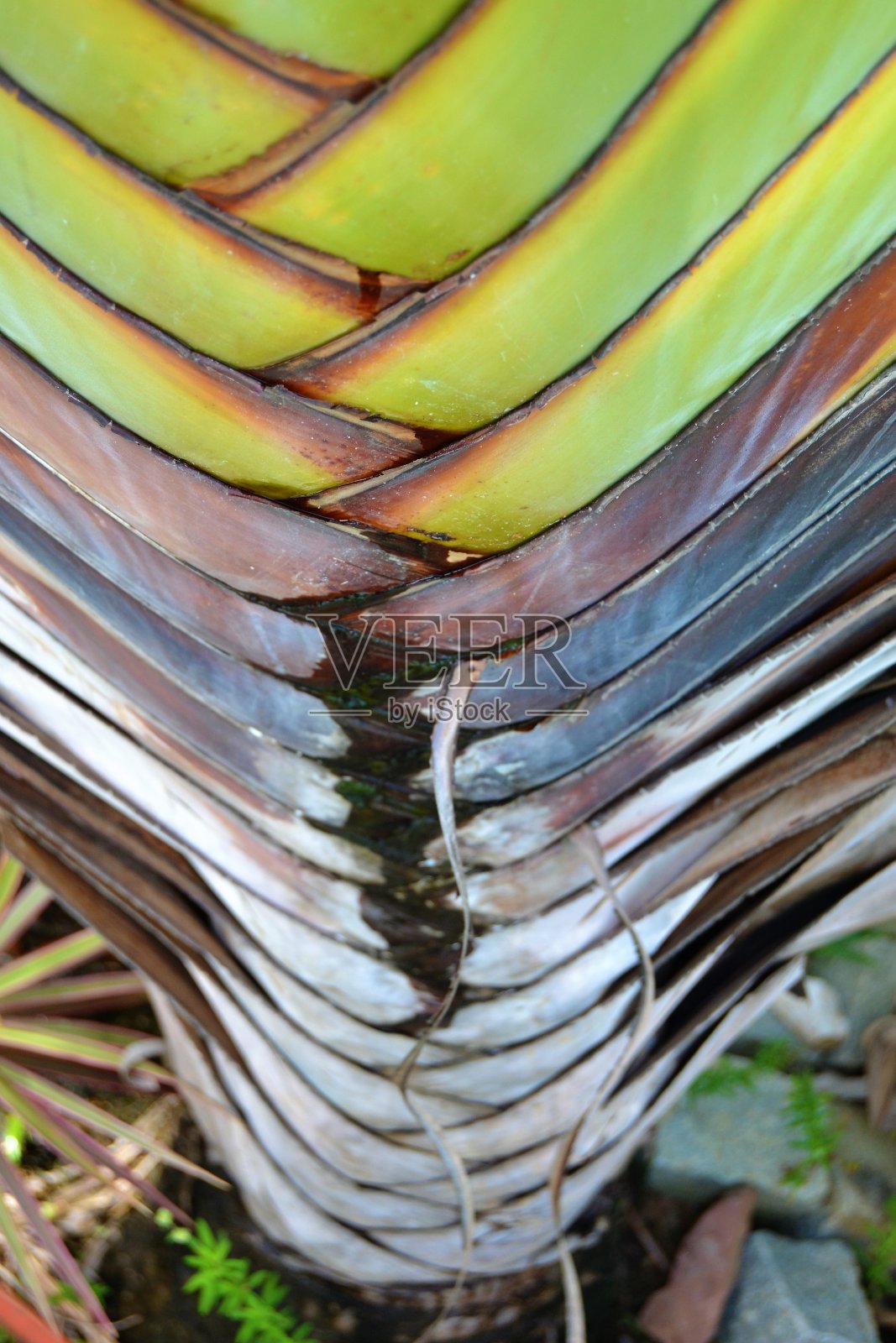 拉文亚拉旅行者树，旅行者棕榈拉文亚拉照片摄影图片