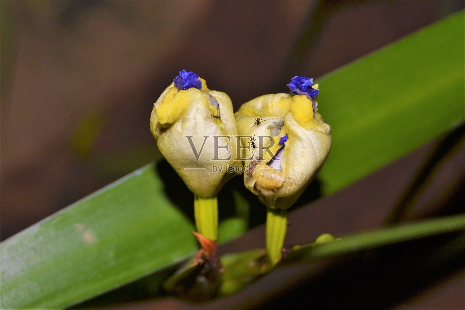 虹膜花照片摄影图片