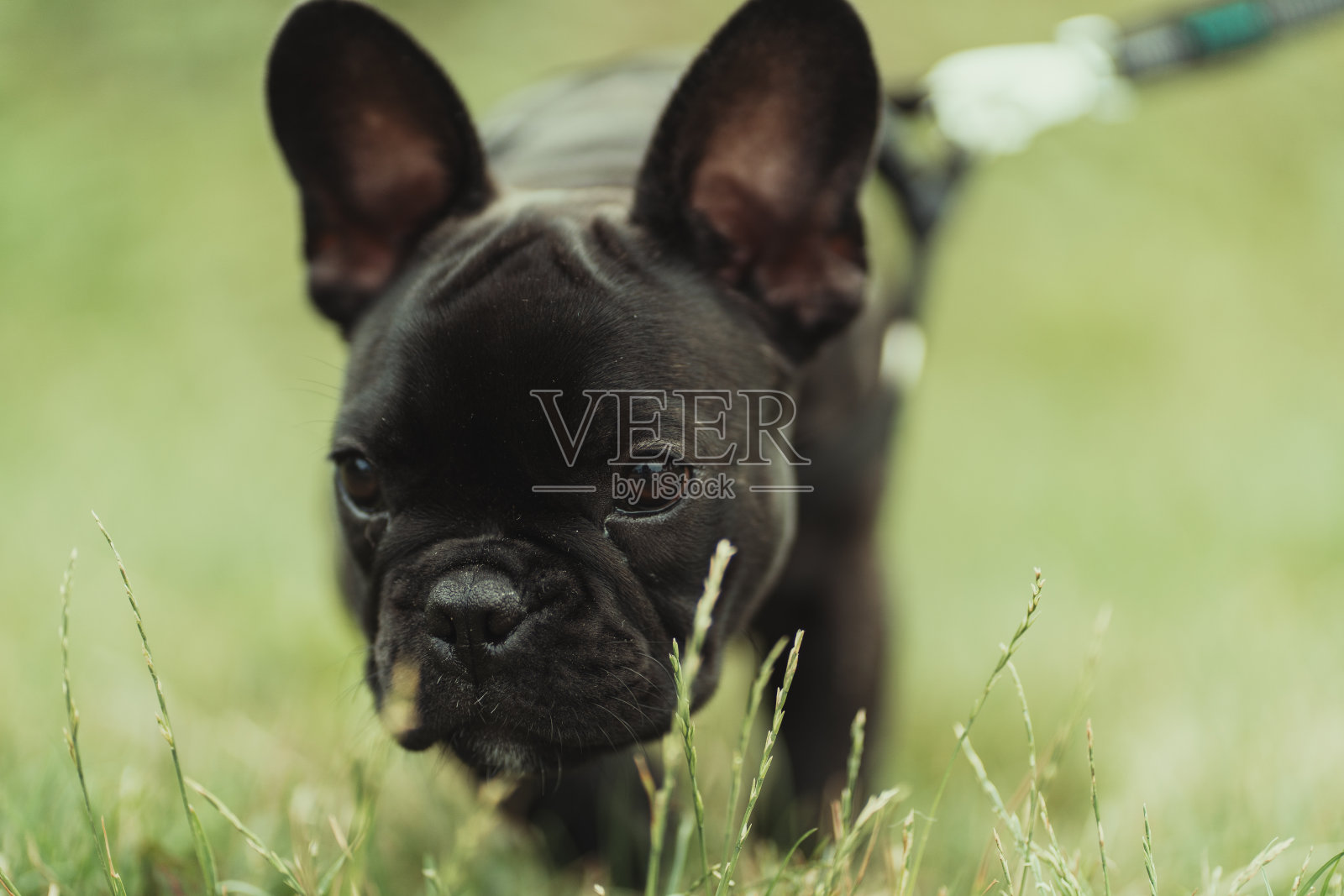 一只法国斗牛犬在院子里嗅着青草照片摄影图片