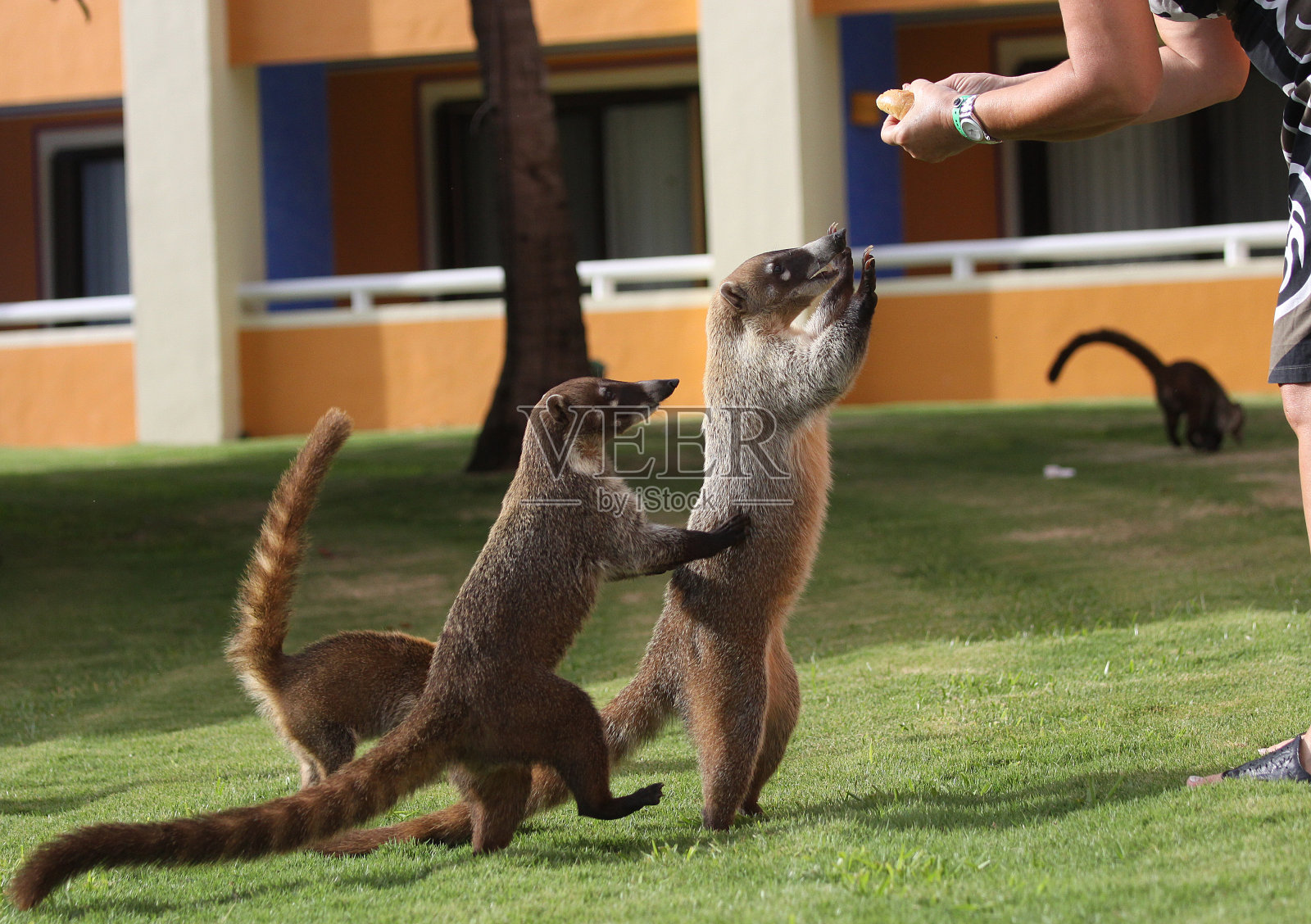 在墨西哥花园中寻找食物的獾照片摄影图片