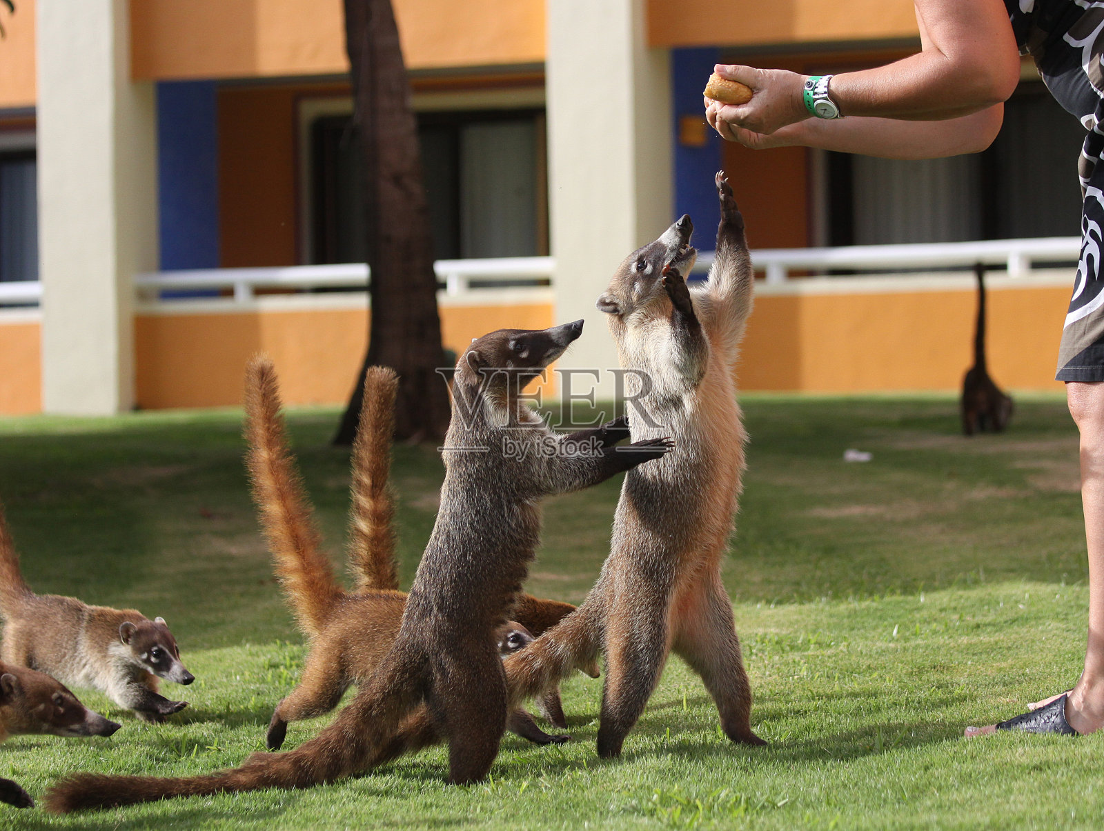 在墨西哥花园中寻找食物的獾照片摄影图片