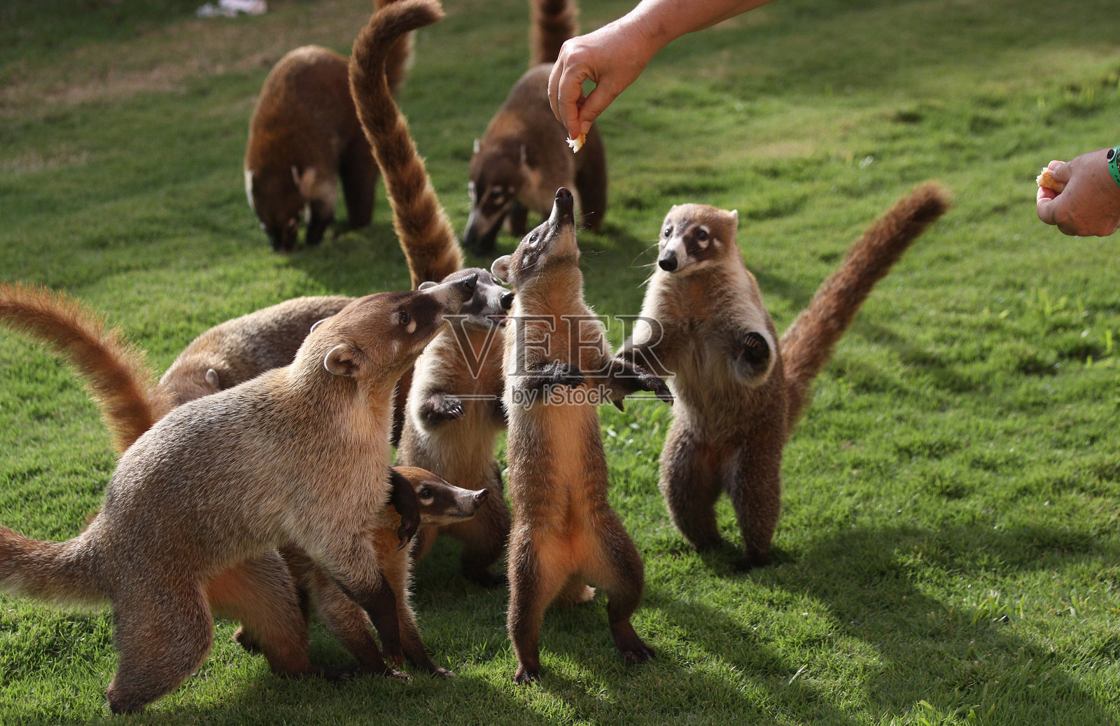 在墨西哥花园中寻找食物的獾照片摄影图片