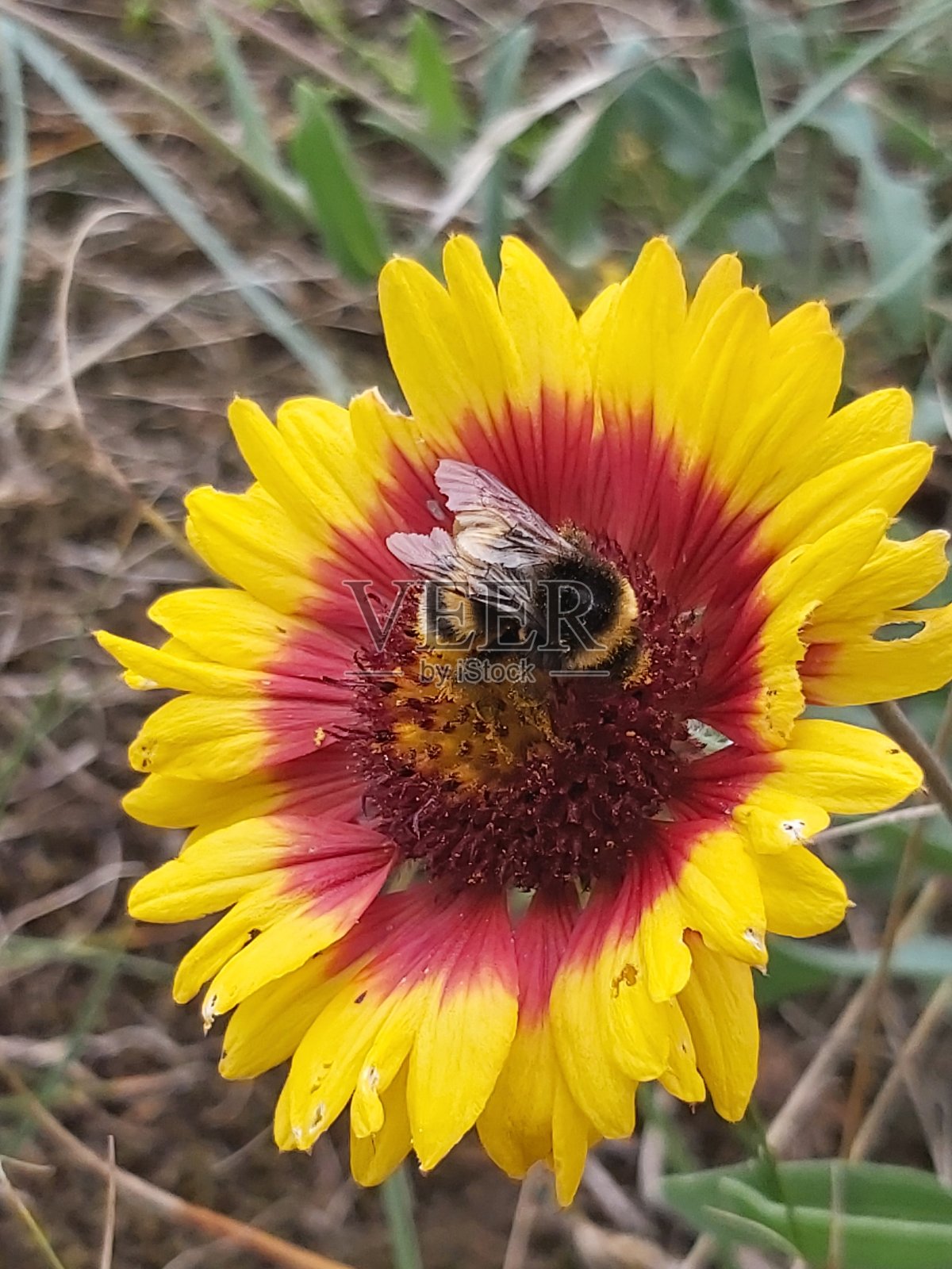 蜜蜂花照片摄影图片