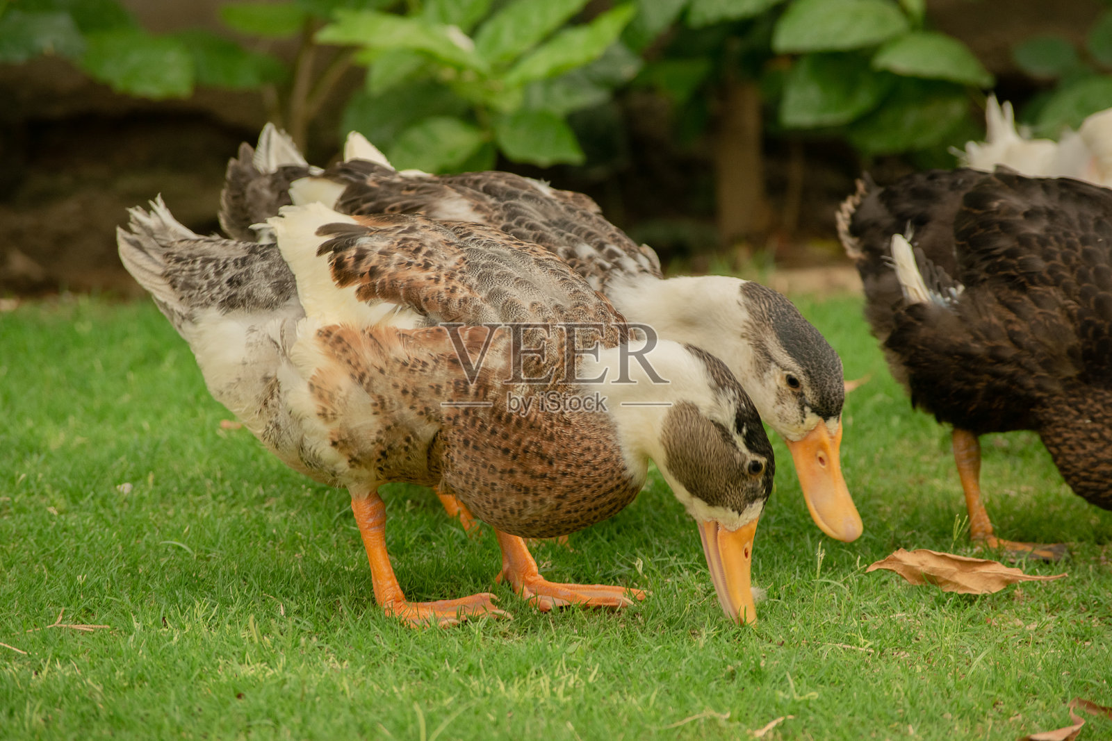 公鸭库存照片照片摄影图片