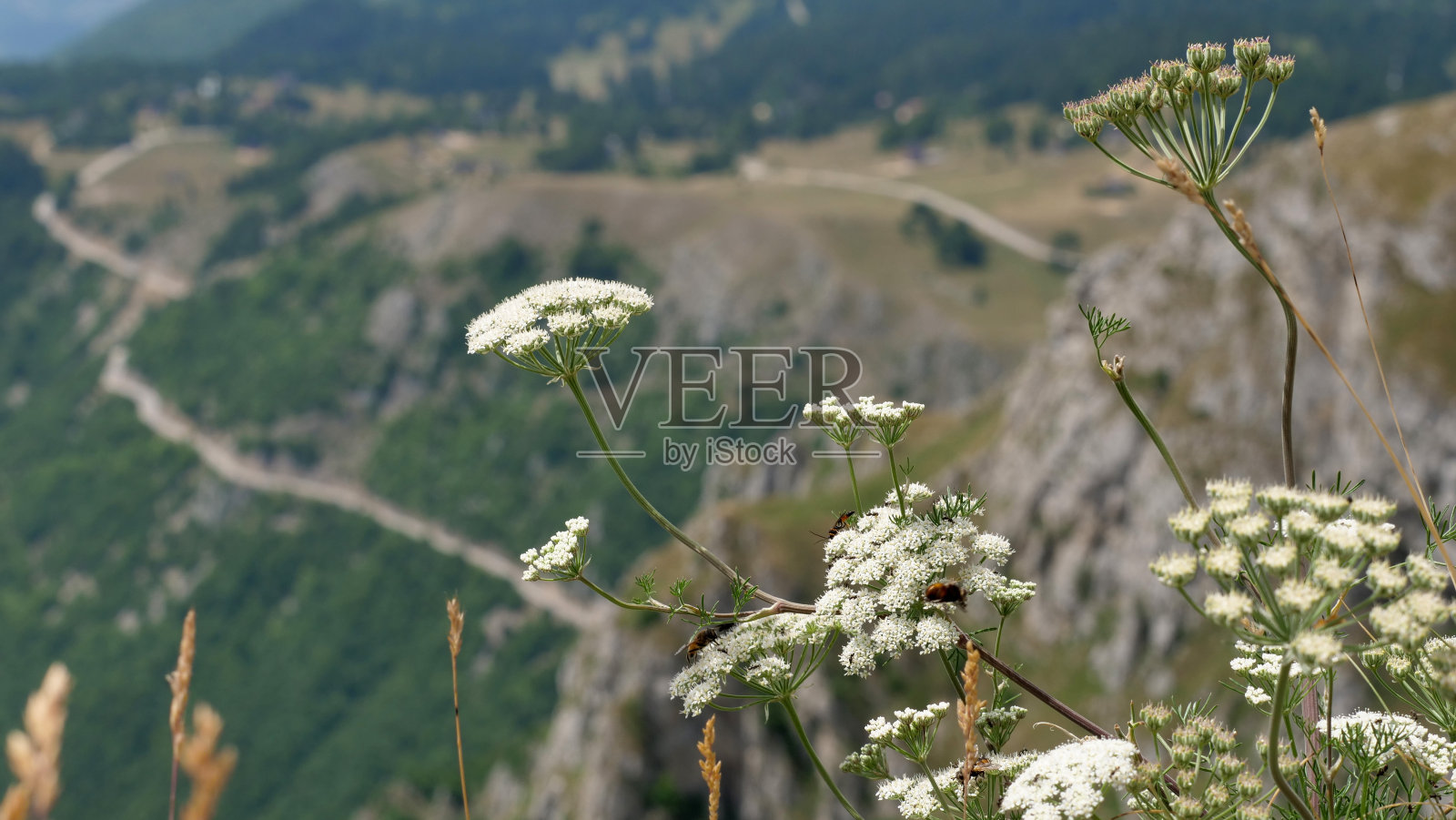 阿杰温照片摄影图片