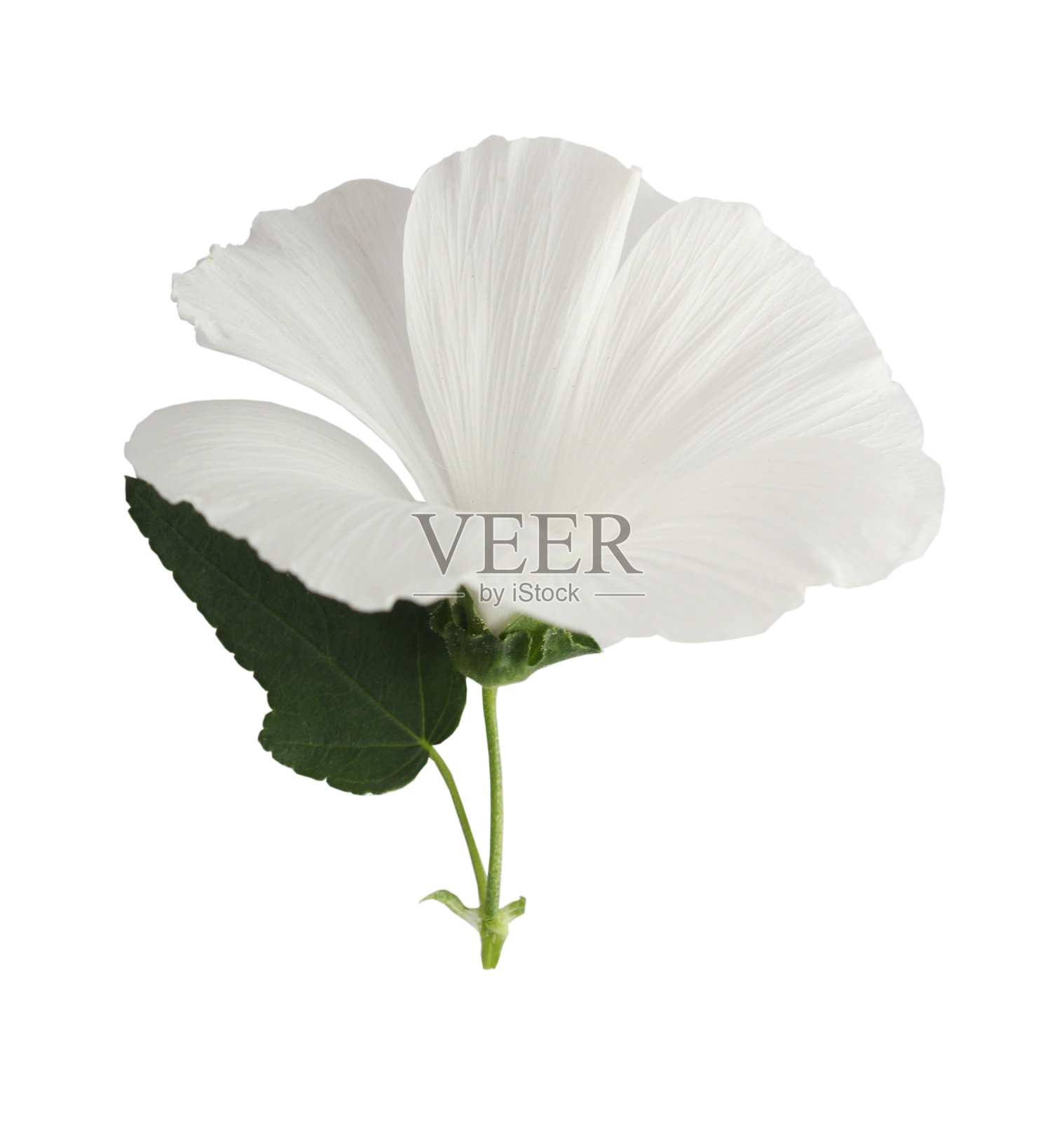 白色Lavatera trimestris照片摄影图片