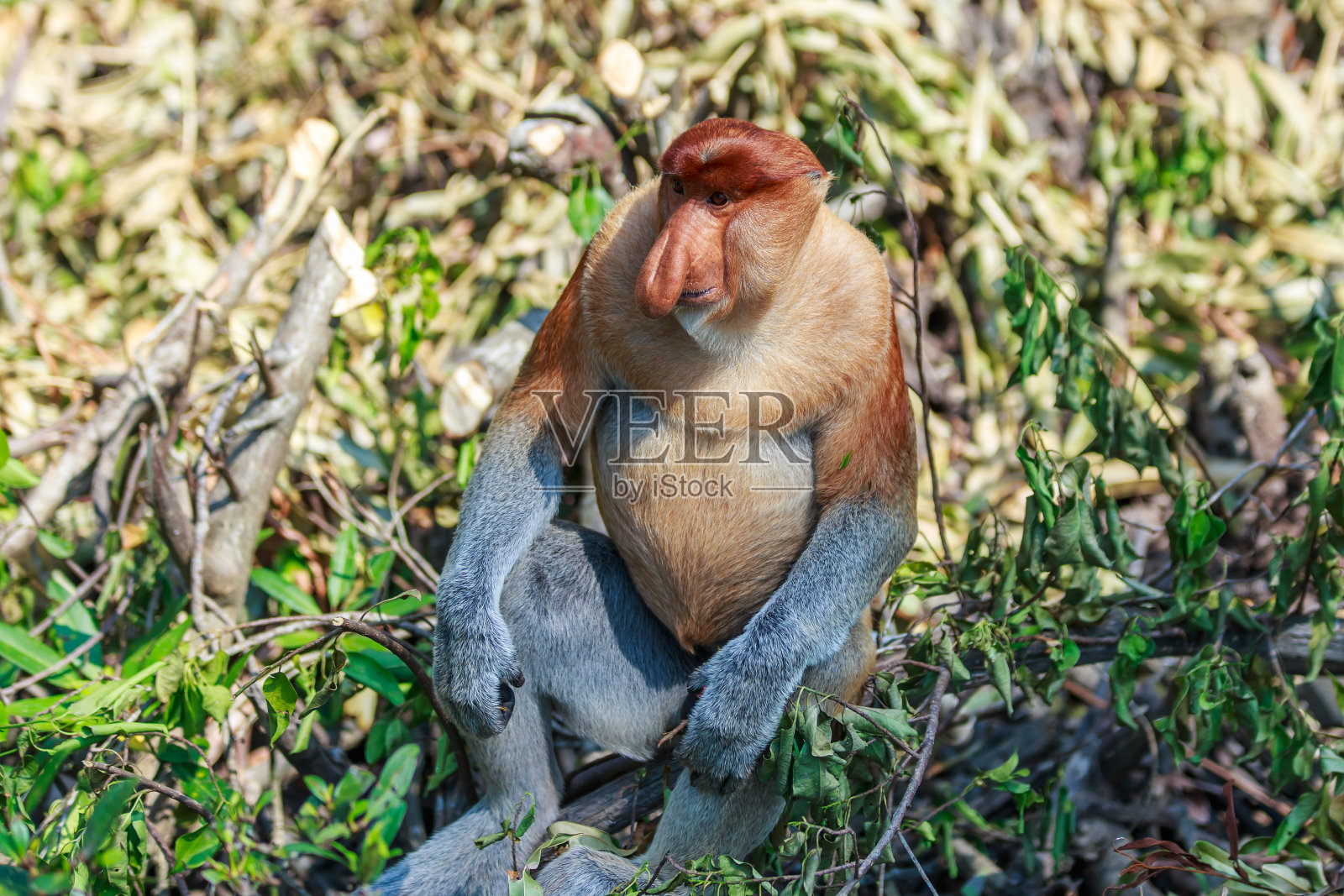 长鼻猴或鼻幼虫照片摄影图片