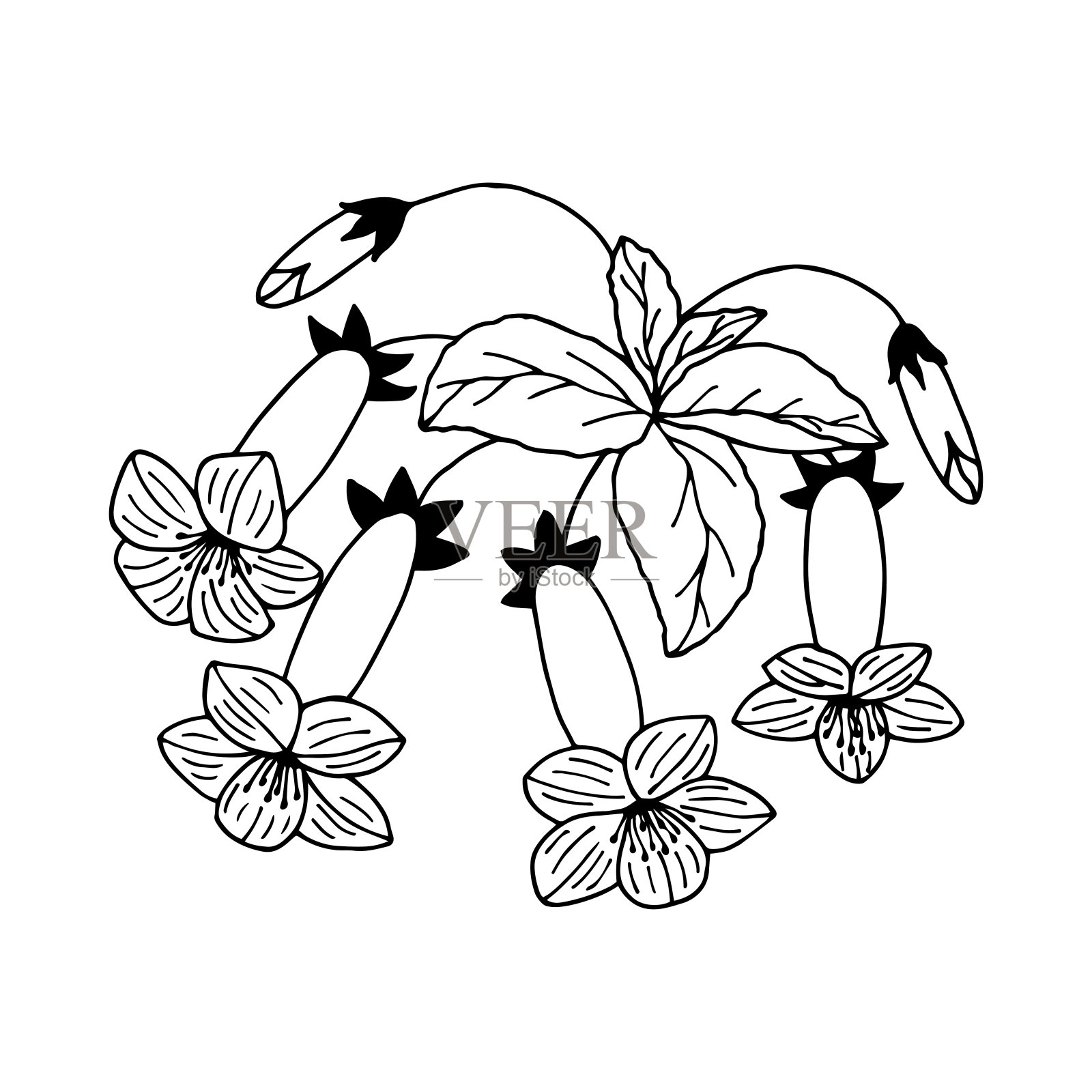 Kaleria的鲜花。插画图片素材