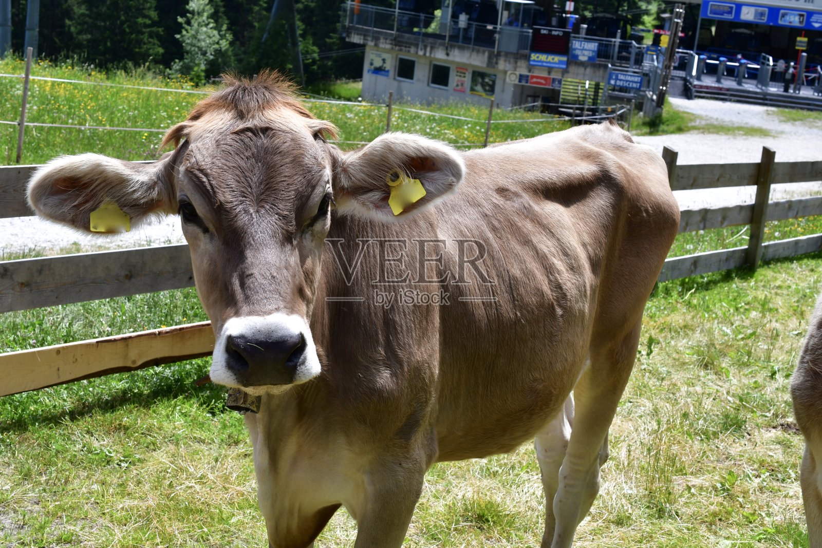 草地上一头牛的肖像照片摄影图片