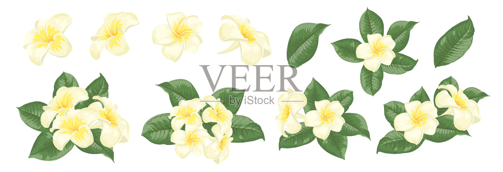 在白色上设置不同的鸡蛋花插画图片素材