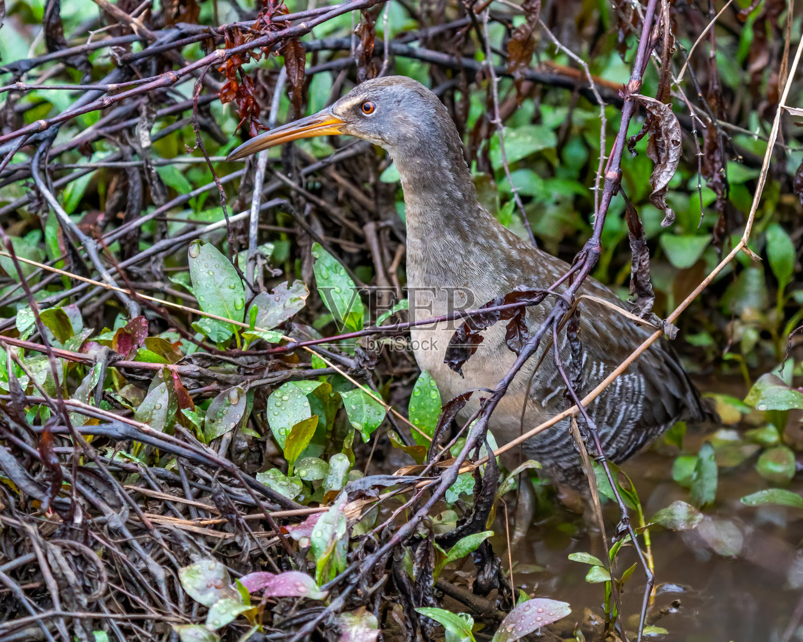 矮树丛里的滨鸟照片摄影图片
