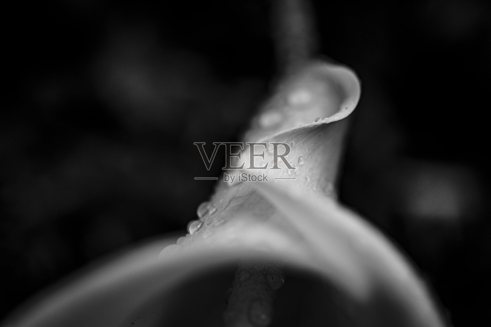 马蹄莲艺术微距摄影与水滴照片摄影图片