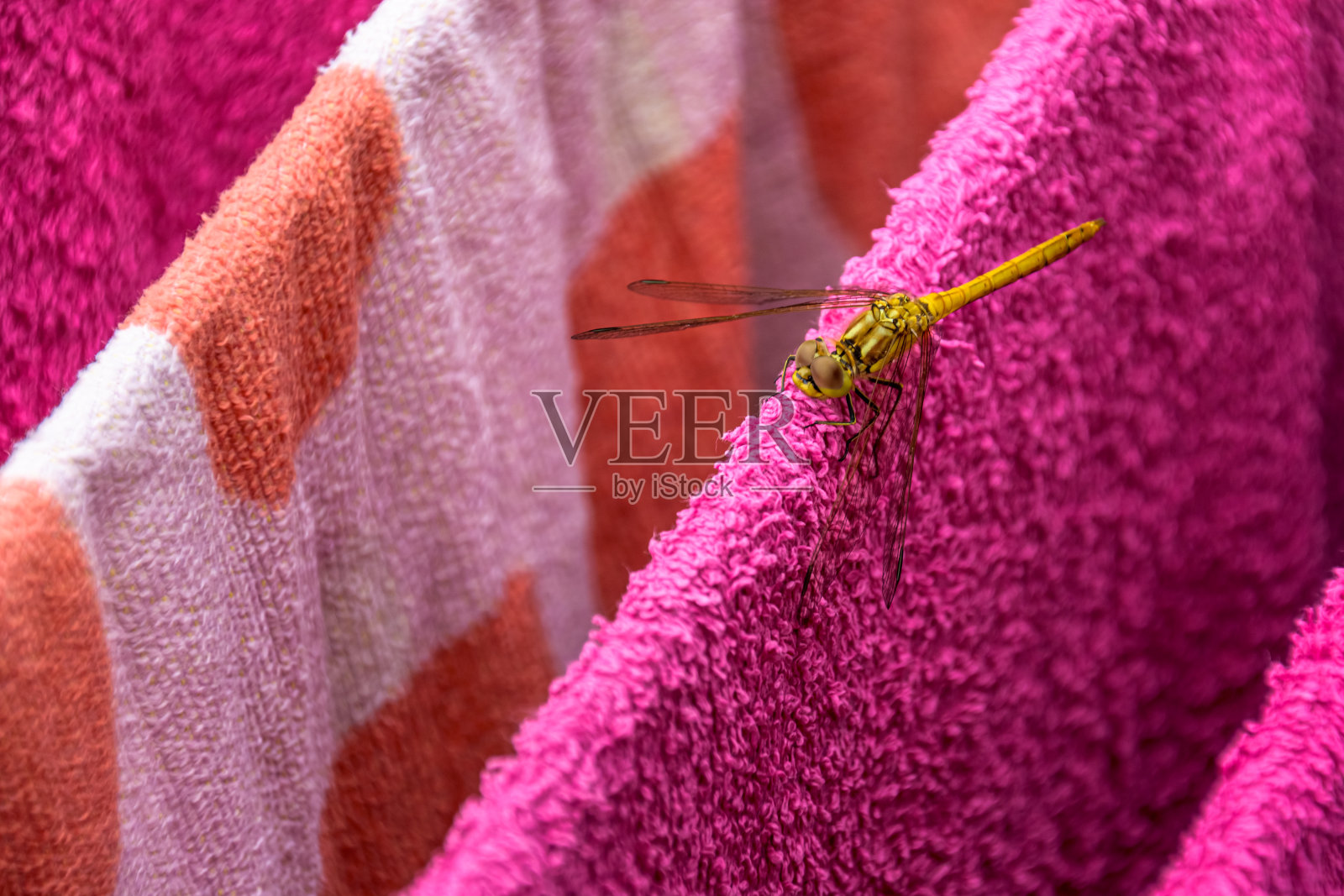 女流浪飞镖(合肚)照片摄影图片