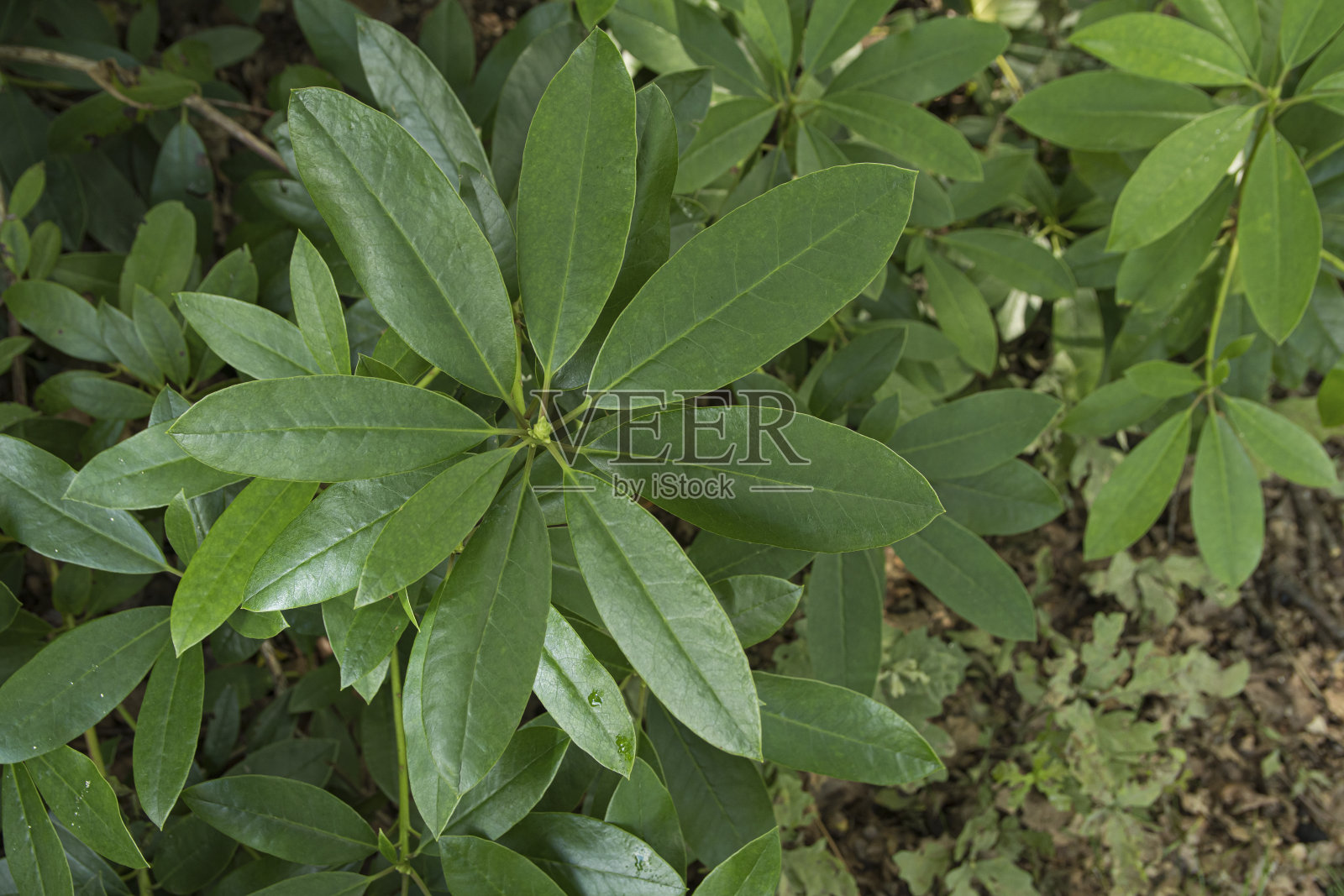 杜鹃花的叶子上有雨滴照片摄影图片