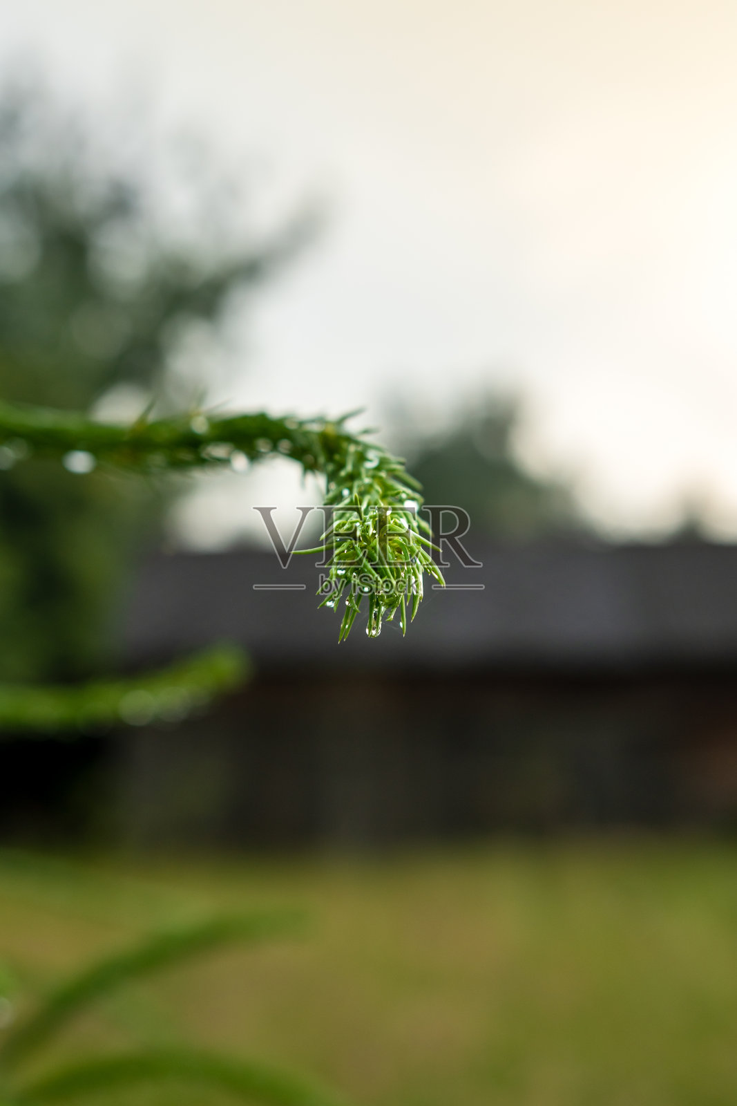 小，细的云杉树枝与针叶树针(特写)，老，木谷仓在背景。照片摄影图片
