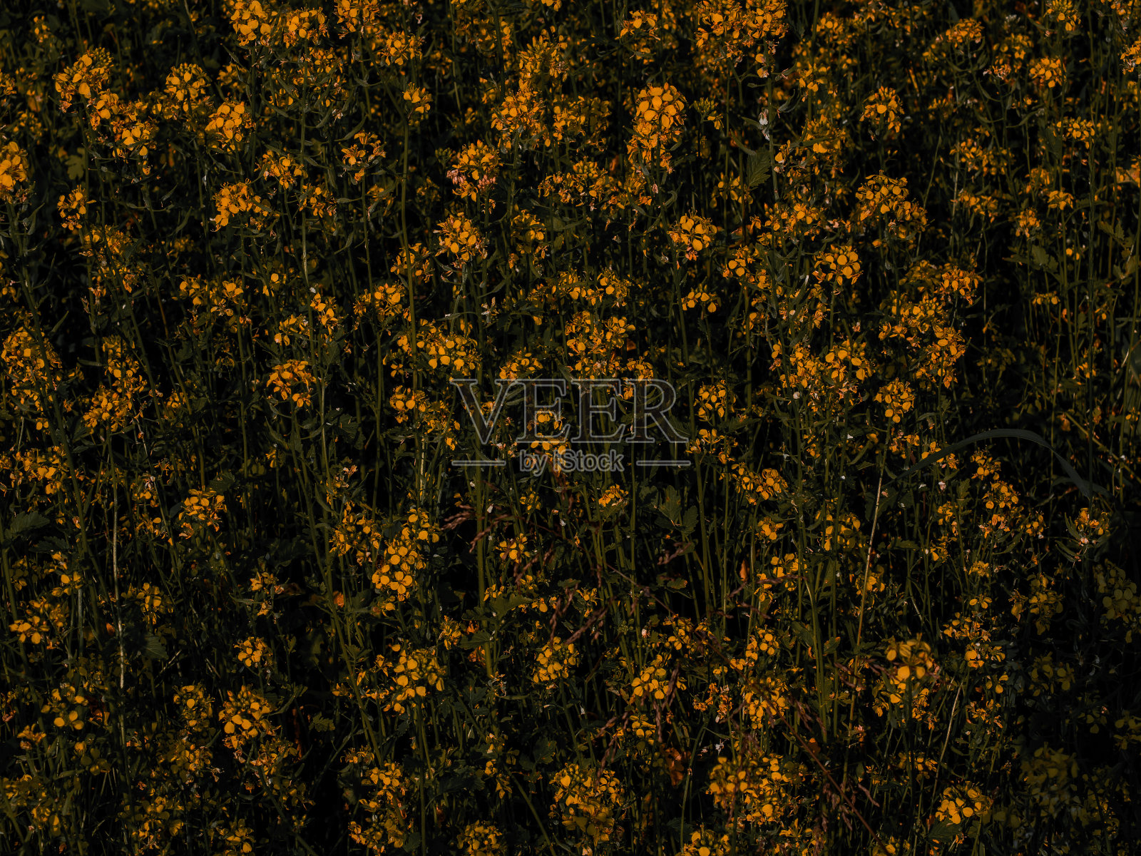 有深绿色背景的黄色油菜花。生物油菜。色彩斑斓的特写镜头照片摄影图片