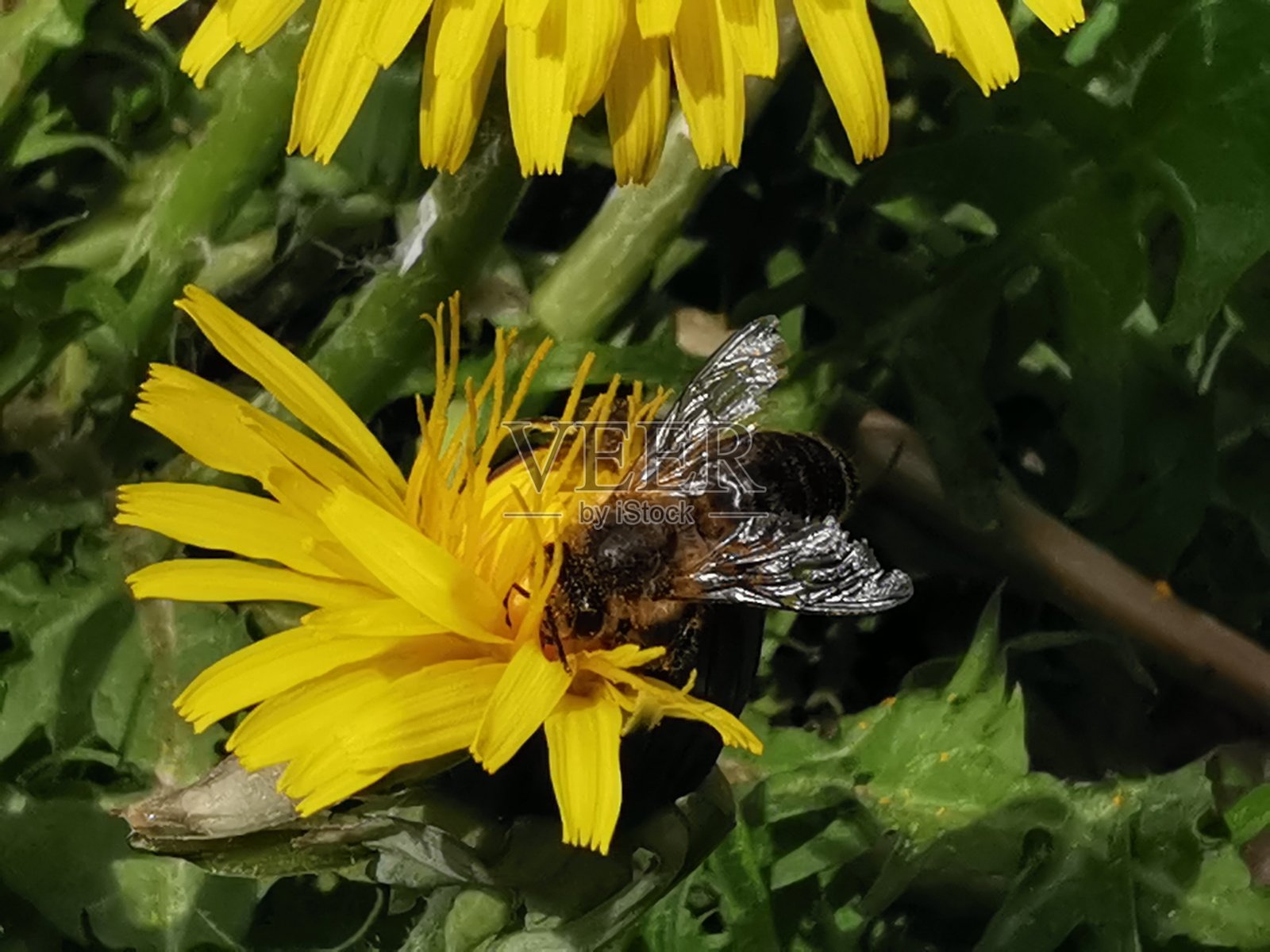 蜜蜂与花朵照片摄影图片