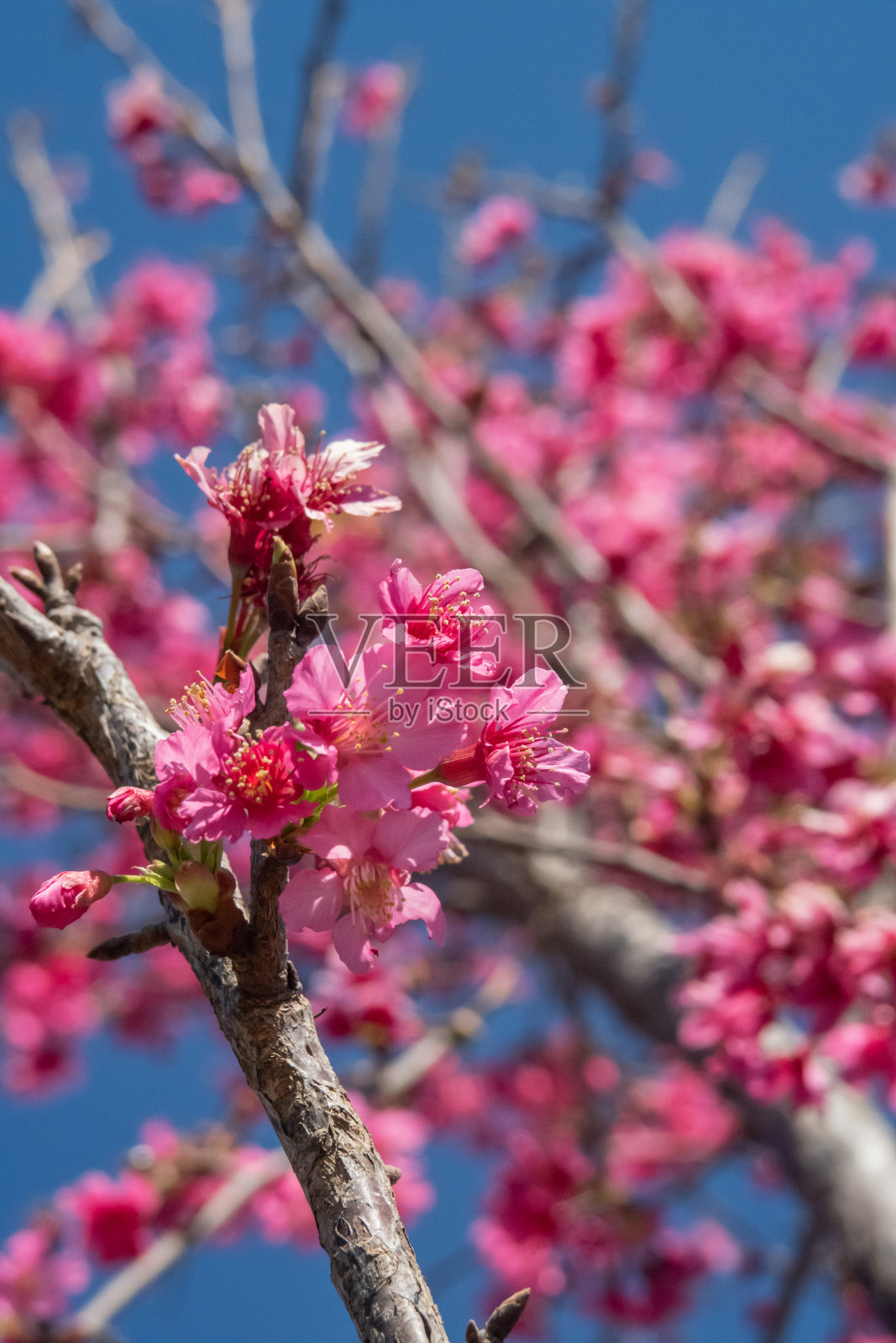 粉红色的樱花在春天盛开照片摄影图片