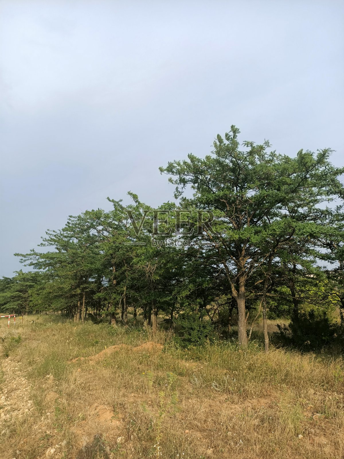 公园里的金合欢树照片摄影图片