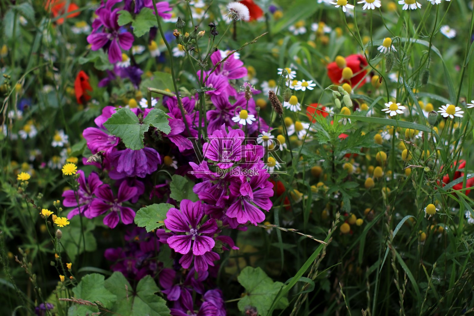 野生紫锦葵。照片摄影图片