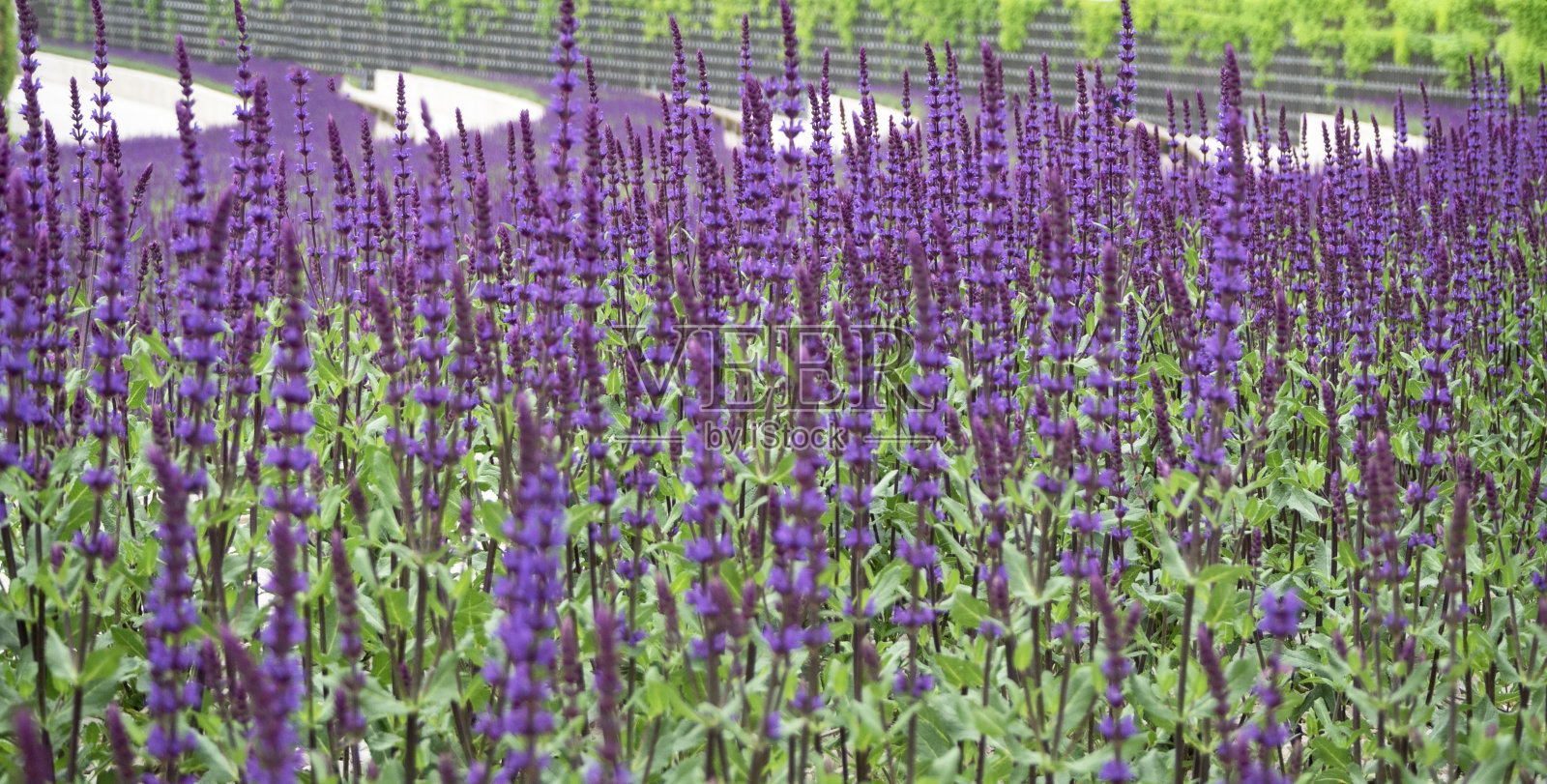 薰衣草照片摄影图片