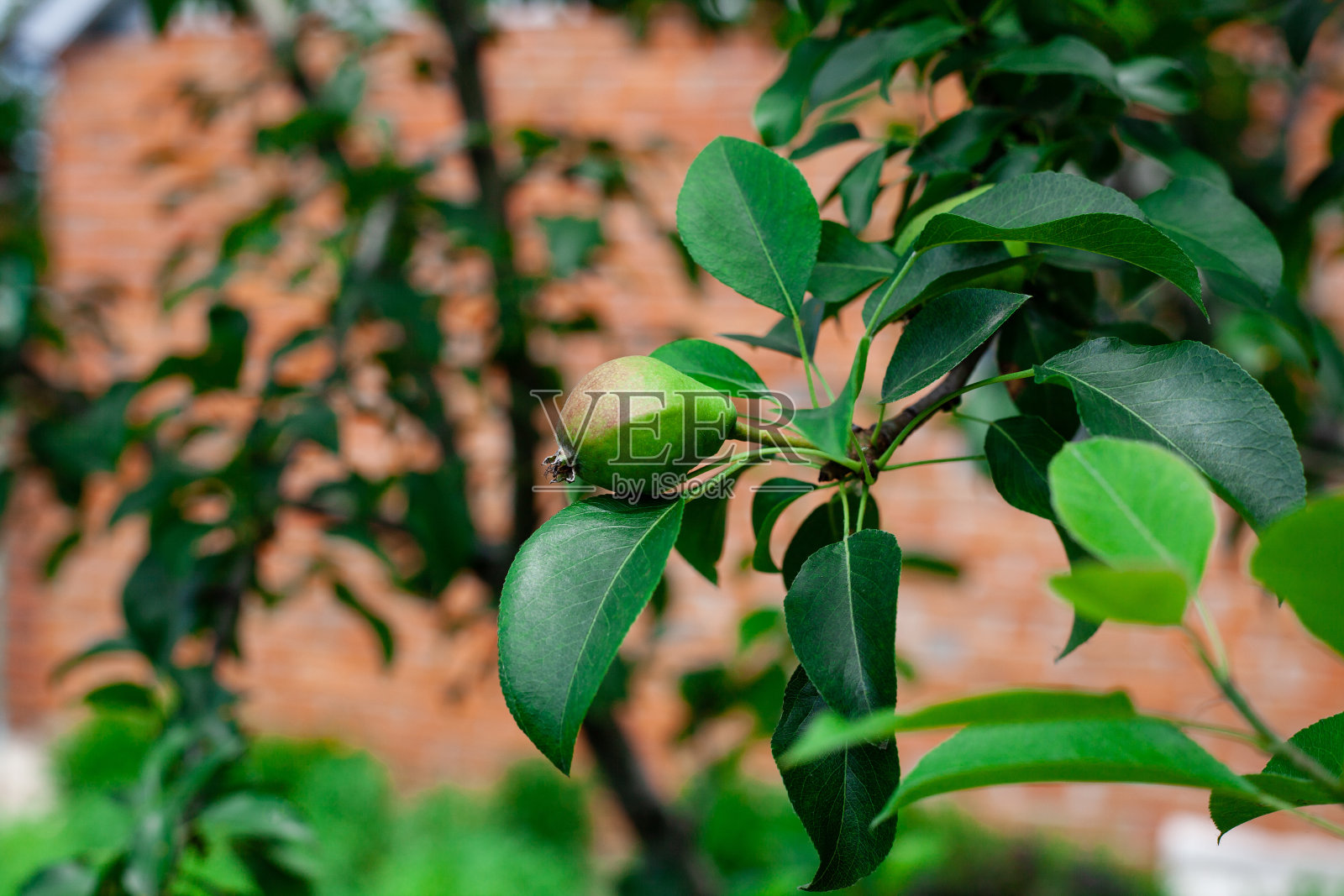 梨子长在树上。照片摄影图片