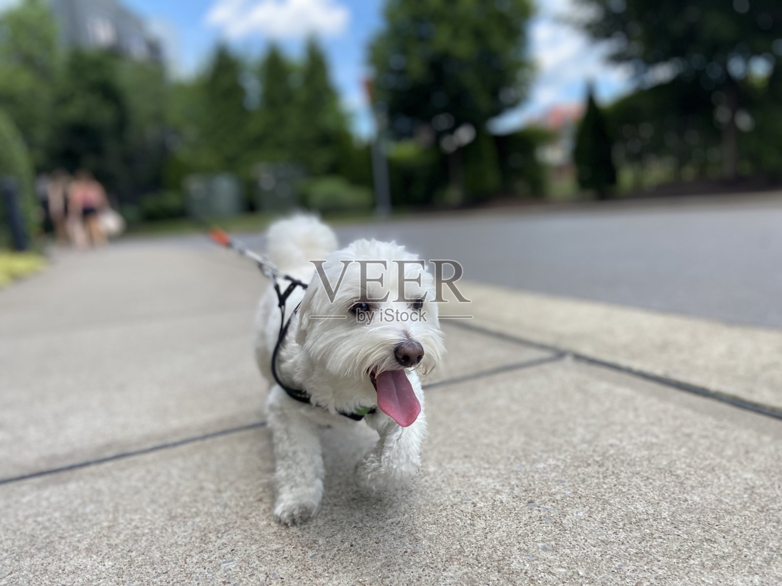 快乐的狗在散步照片摄影图片