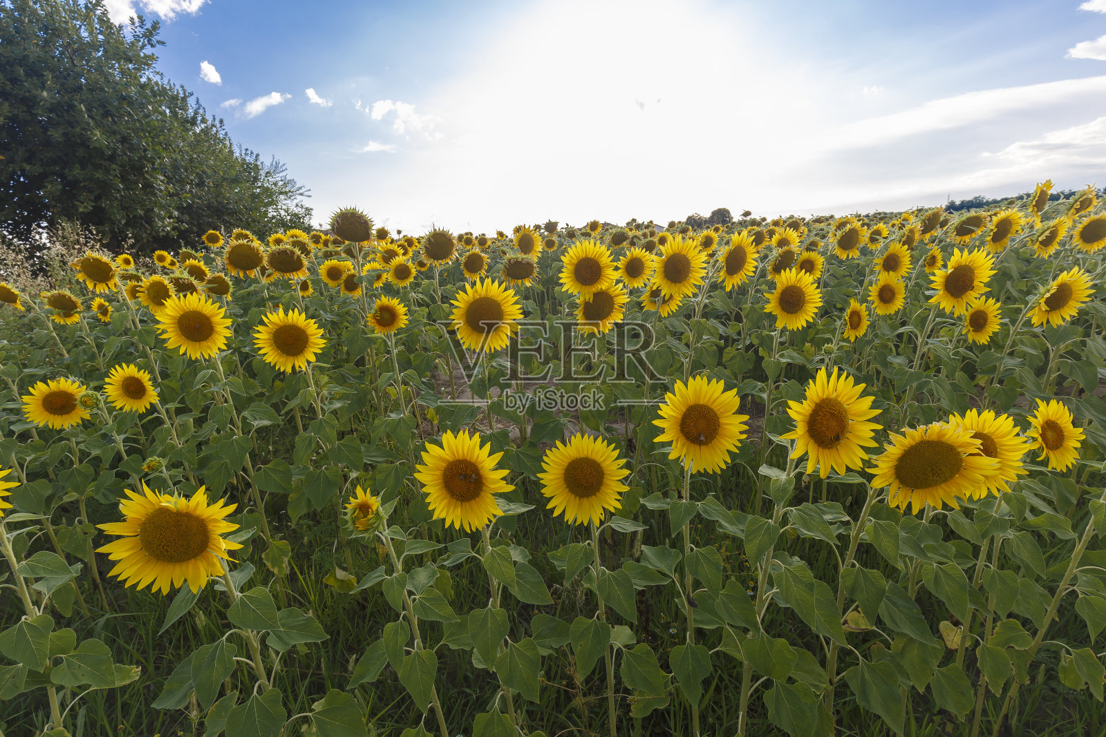 夕阳下的向日葵田照片摄影图片