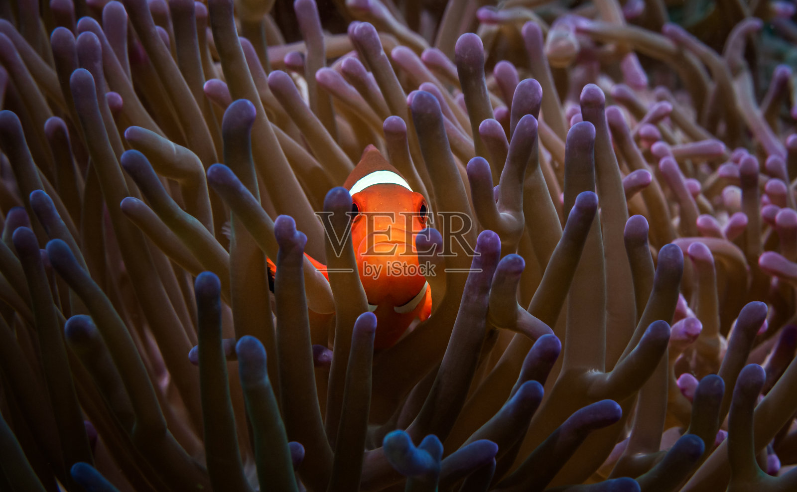 一种生活着小丑鱼的淡紫色海葵照片摄影图片