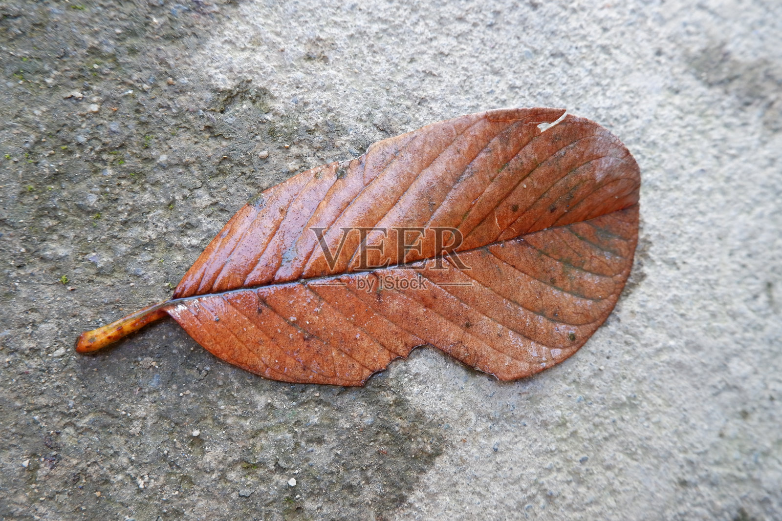 干叶照片摄影图片