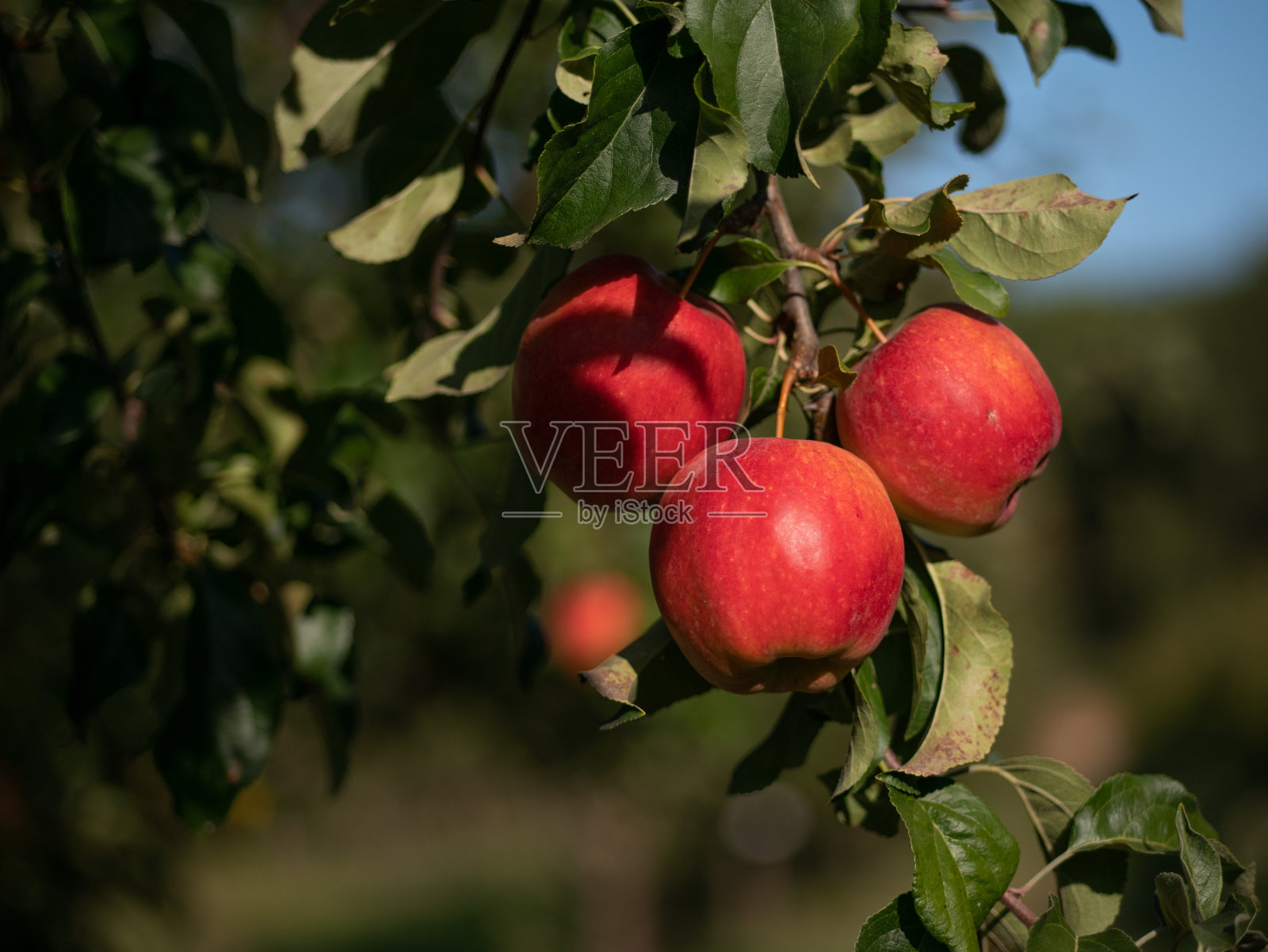 果园树上成熟的有机红苹果。照片摄影图片
