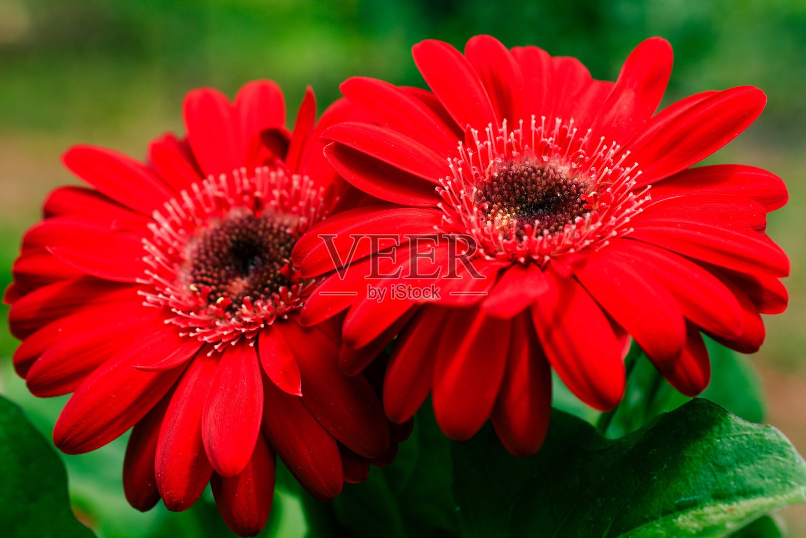 两个非洲菊Daisey照片摄影图片