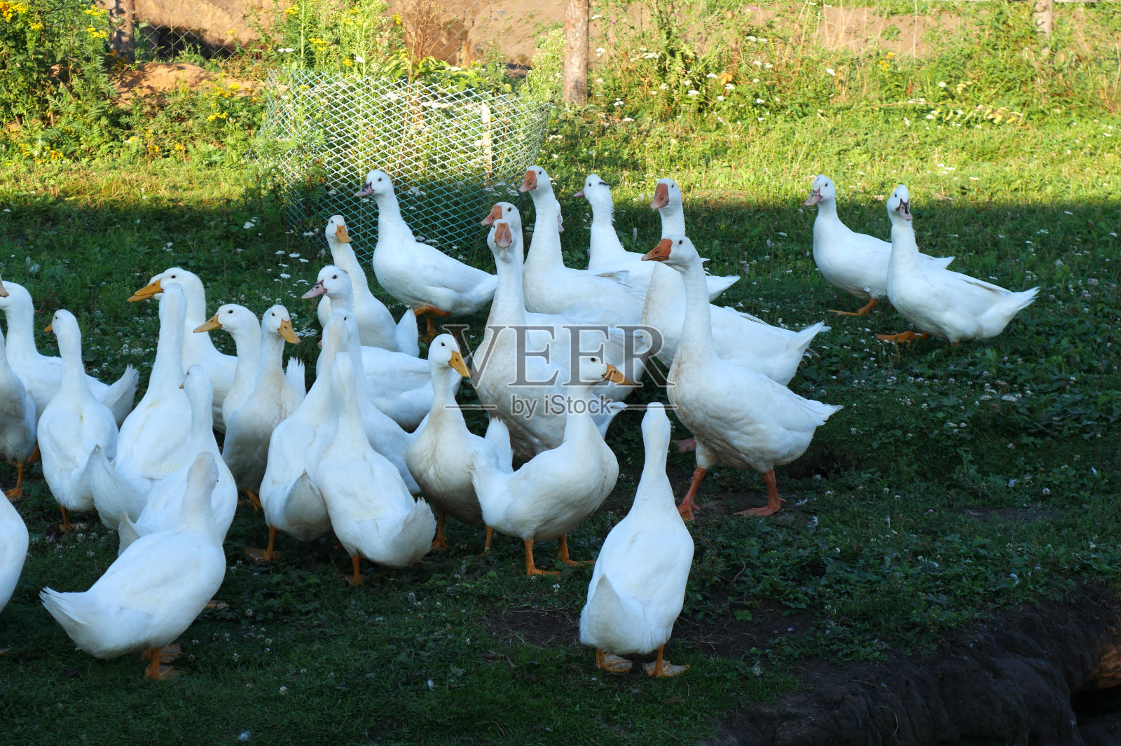 夏天的绿草上有鹅。这是俄罗斯中心地带一家私人农场晴朗的一天照片摄影图片