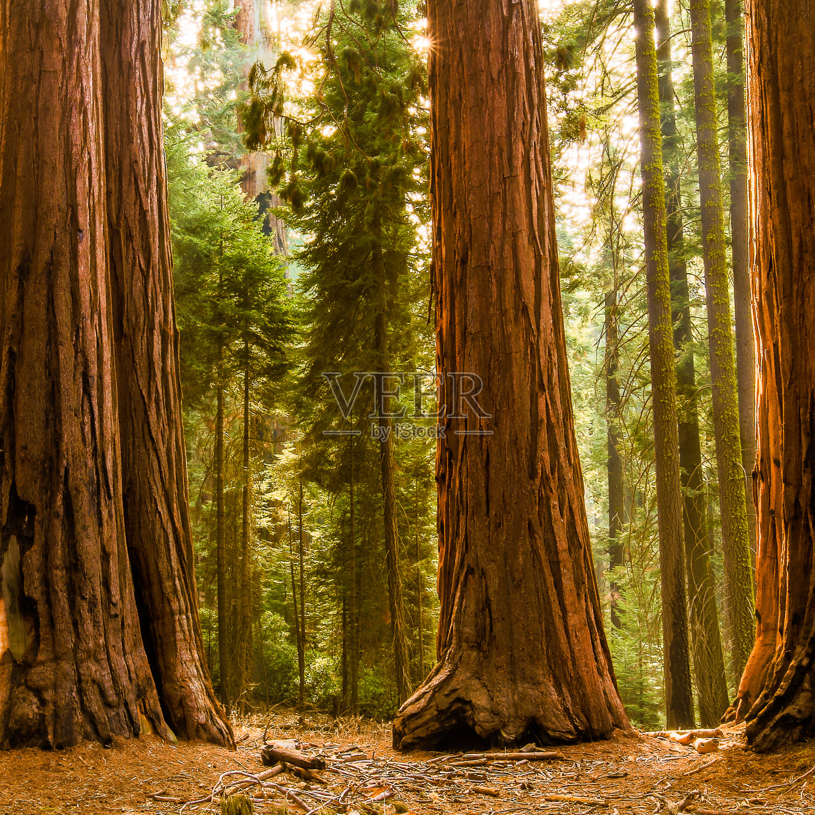 巨红杉——红杉古林照片摄影图片