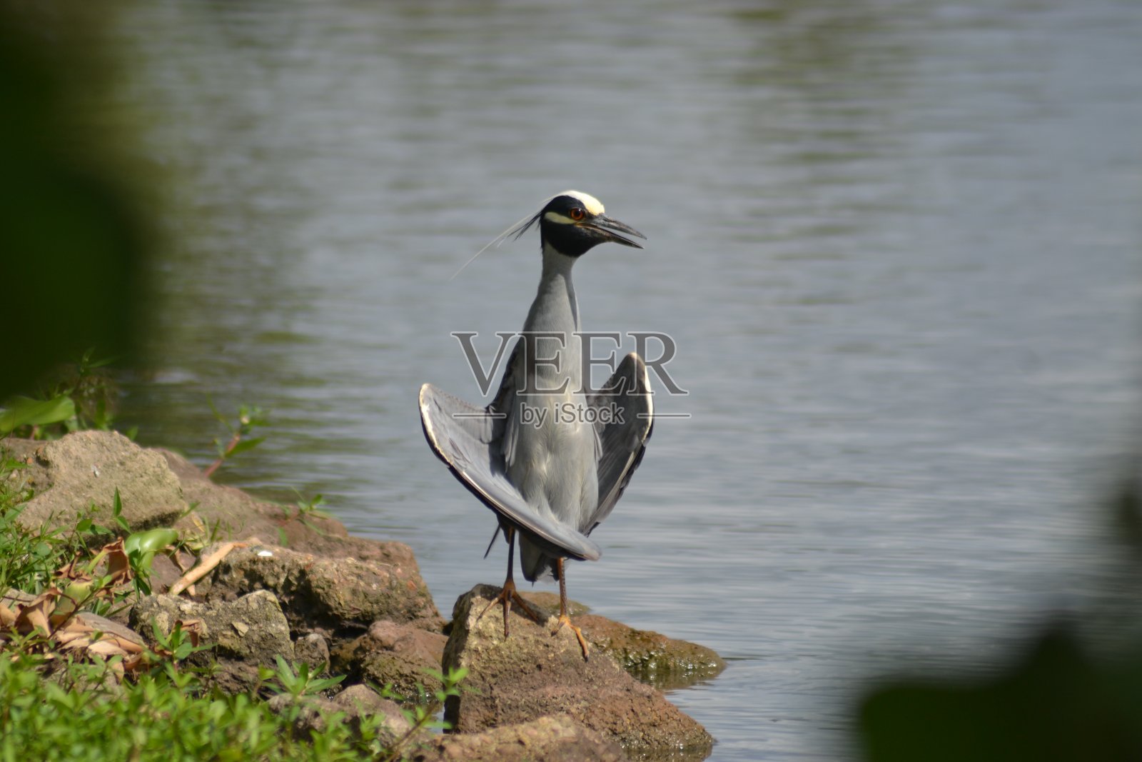 栖息在水域旁的鸟照片摄影图片