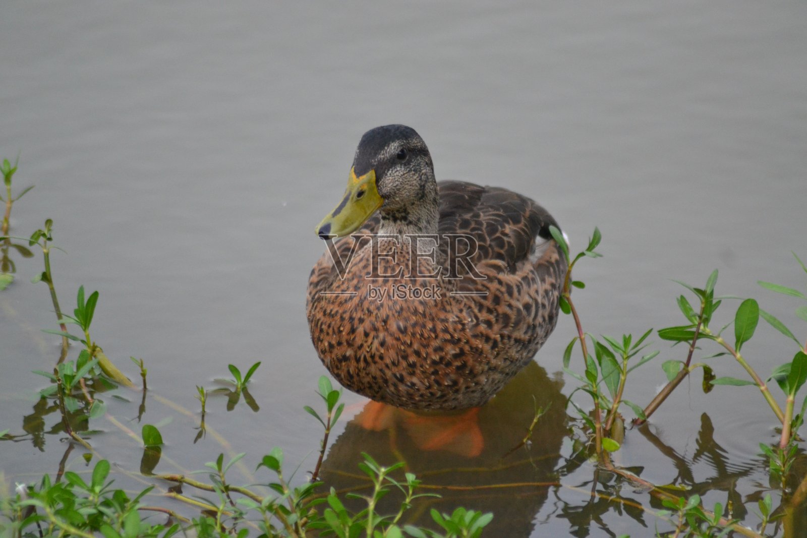 野鸭照片摄影图片