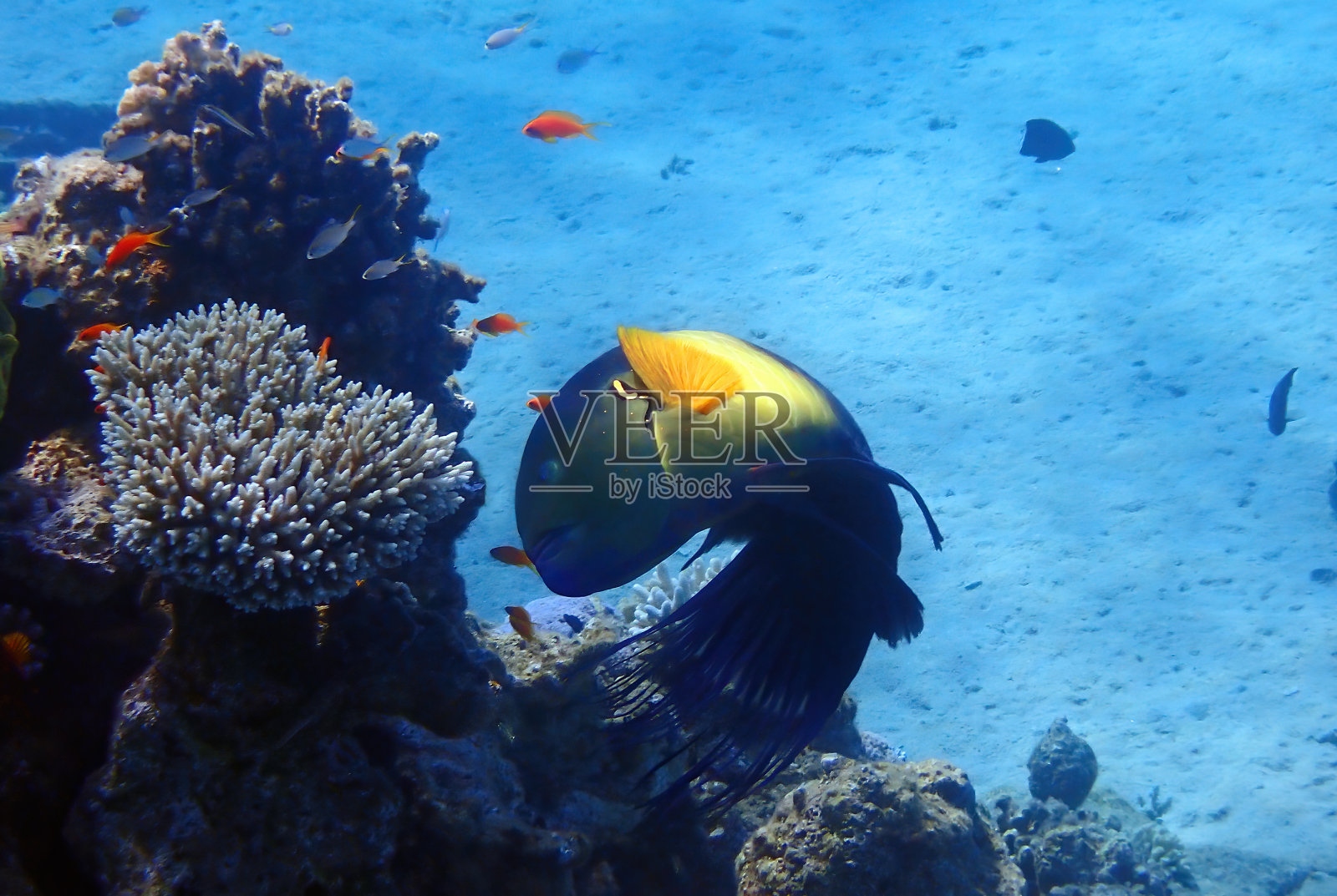 梳尾濑鱼的雄性生活在红海的珊瑚礁上照片摄影图片