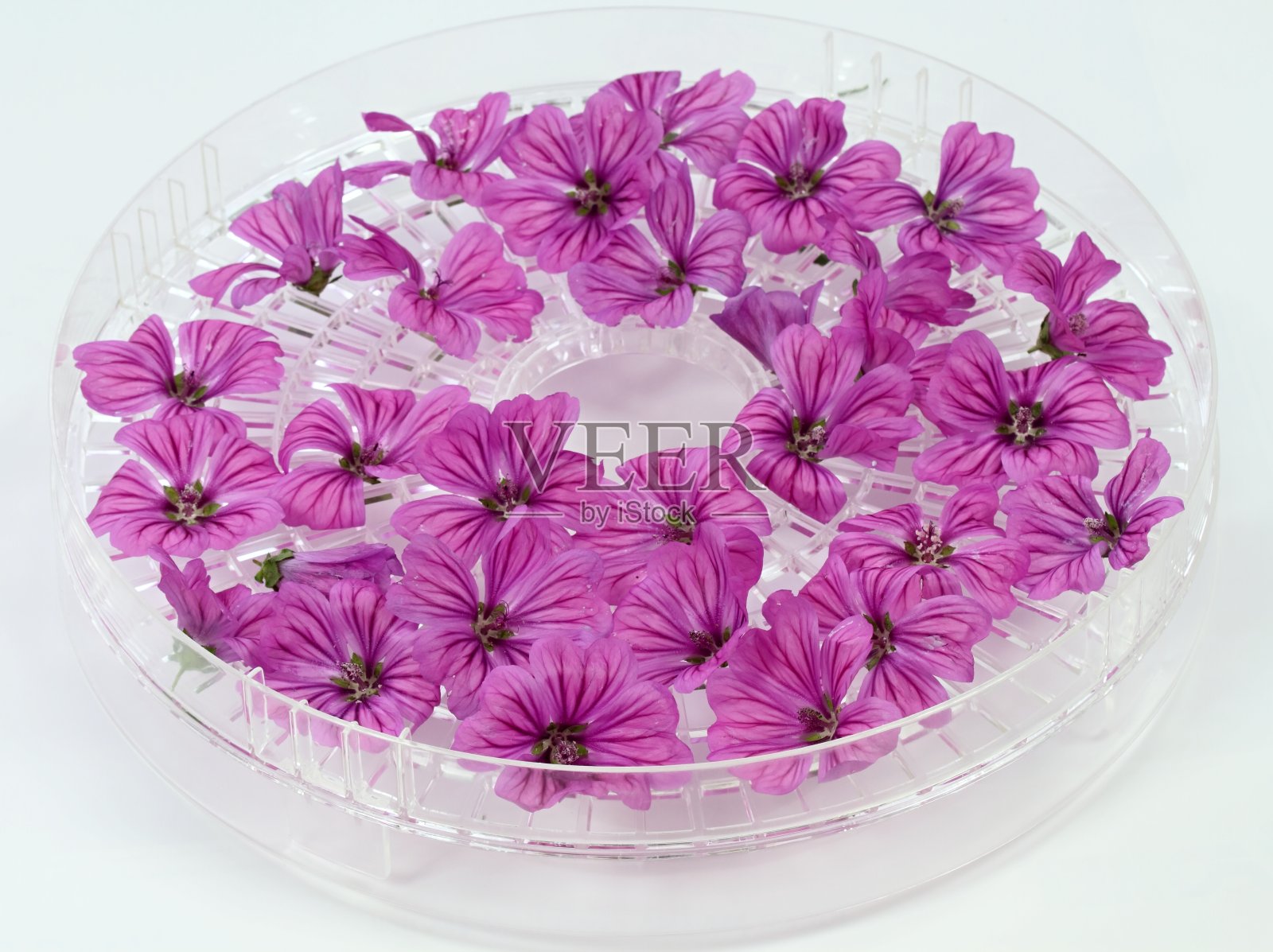 野锦葵花，晚。干燥机筛上的枫香。照片摄影图片