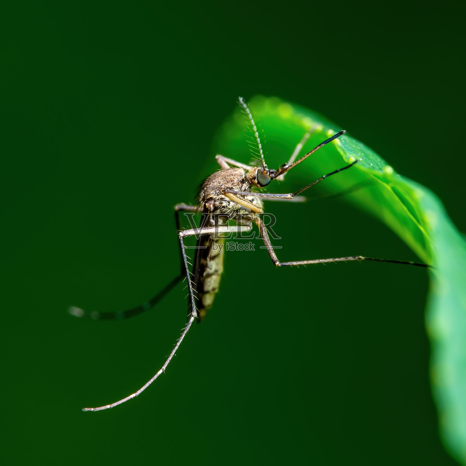 脑炎，黄热病，疟疾或寨卡病毒感染的库蚊寄生虫昆虫宏观绿色背景照片摄影图片